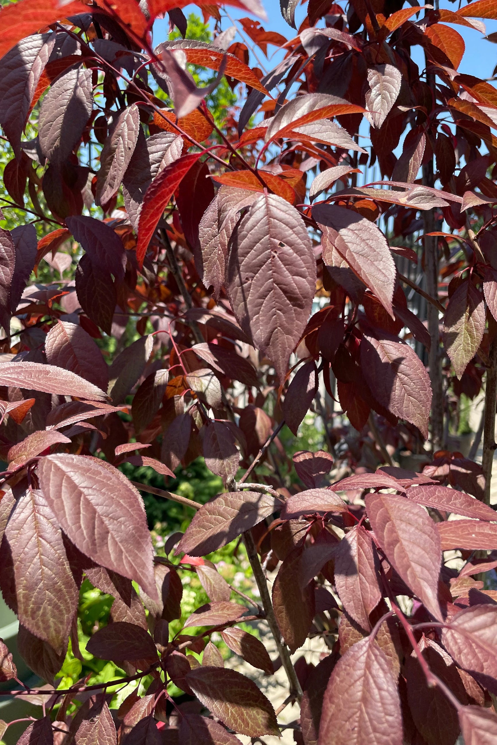 Detail picture of the dark purple leaves of the Prunus 'Newport' tree the end of June at Sprout Home. ©Sprout Home