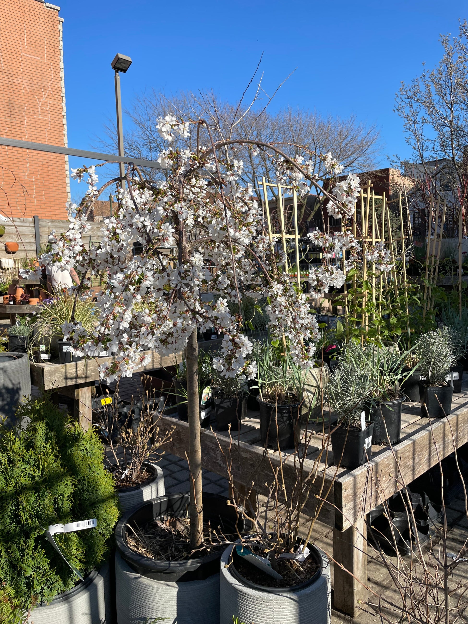 Prunus 'Snow Fountain' close up picture of in bloom during April in the Sprout Home yard sitting in a grey pot. ©Sprout Home