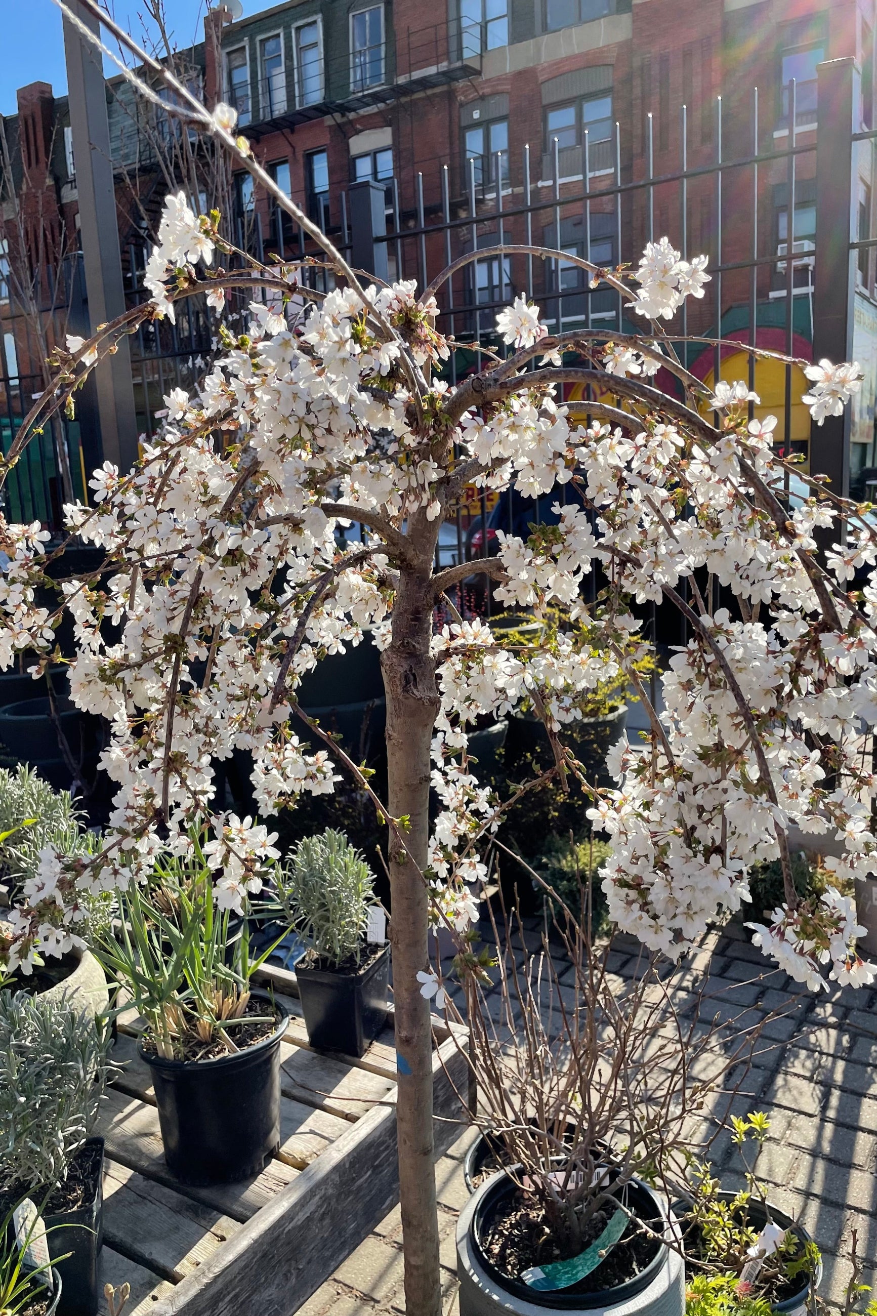 Prunus 'Snow Fountain' close up picture of in bloom during April in the Sprout Home yard. ©Sprout Home