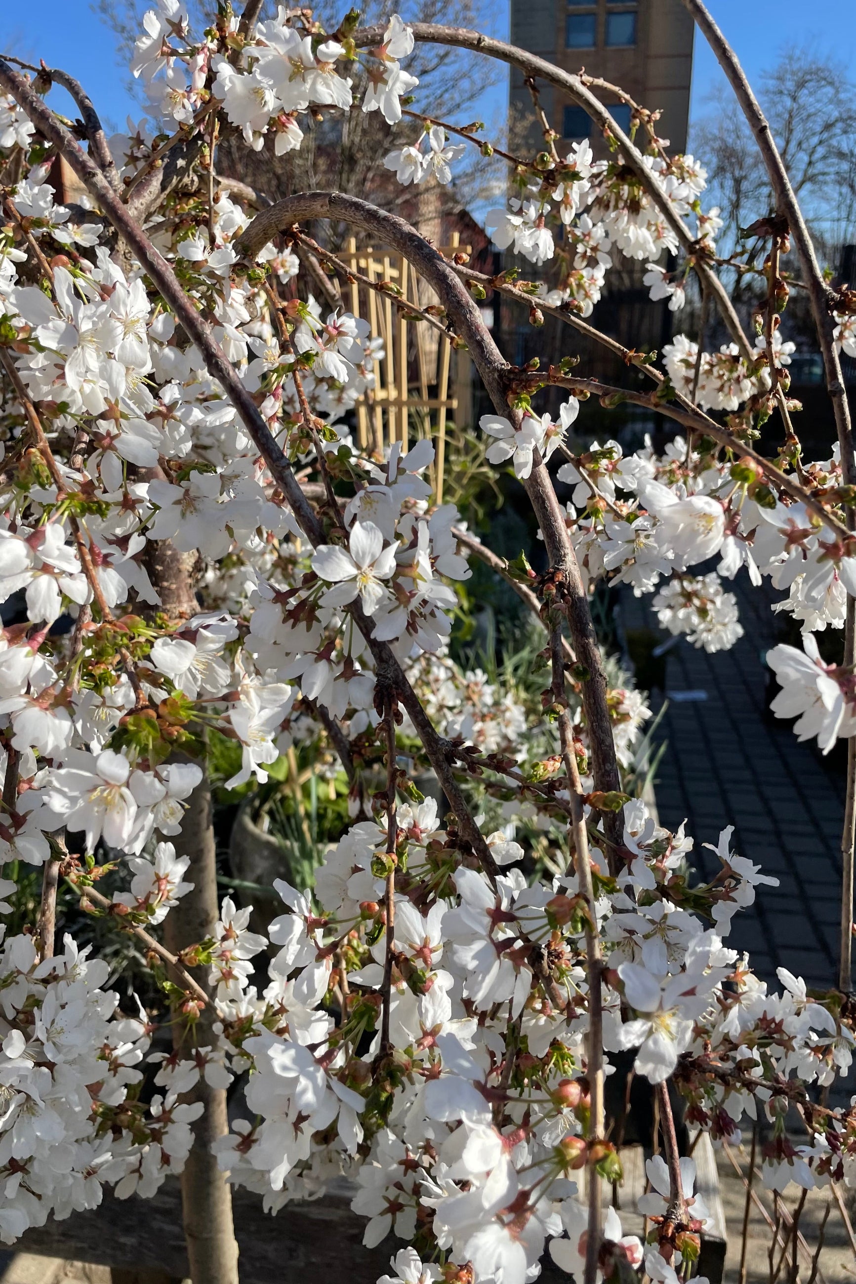 Prunus 'Snow Fountain' close up picture of in in bloom during April in the Sprout Home yard. ©Sprout Home