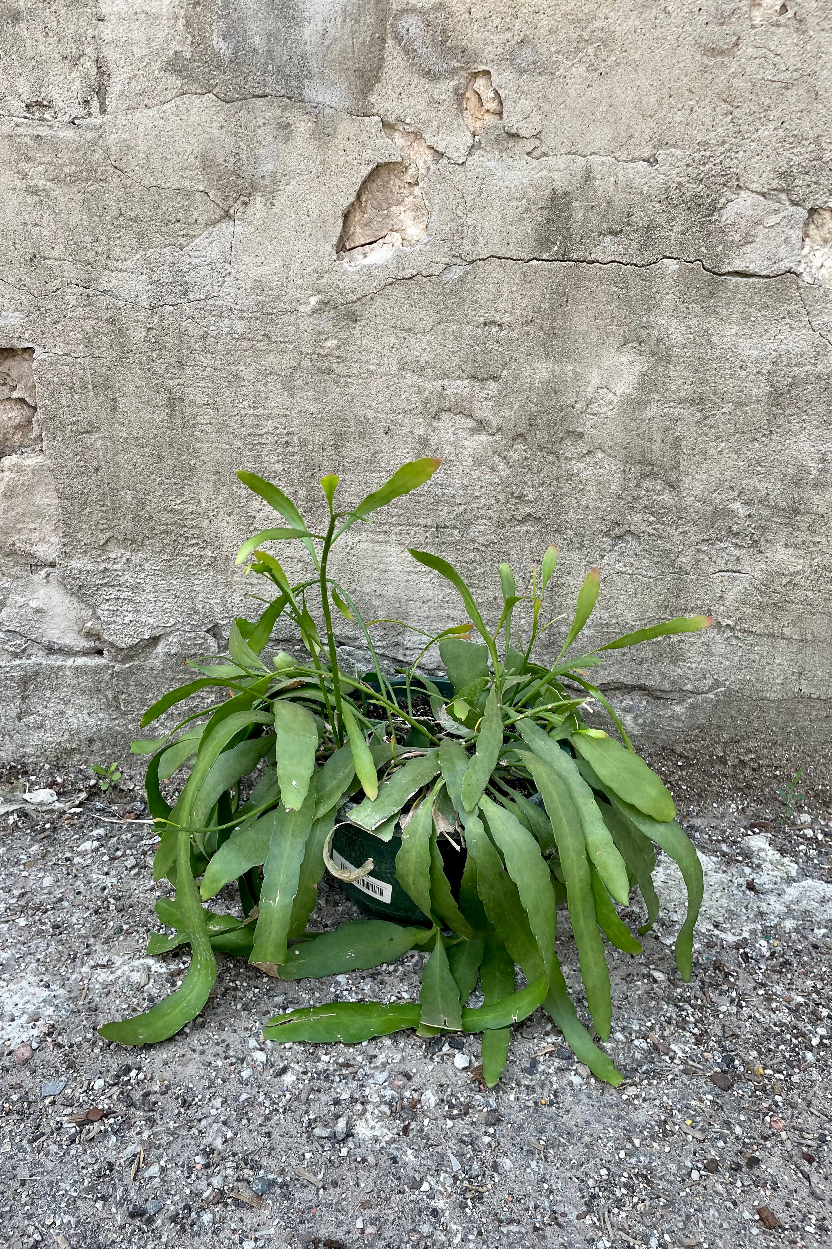 Pseudorhipsalis ramulosa plant in an 8" growers pot showing the flat worm like leaves at Sprout Home.