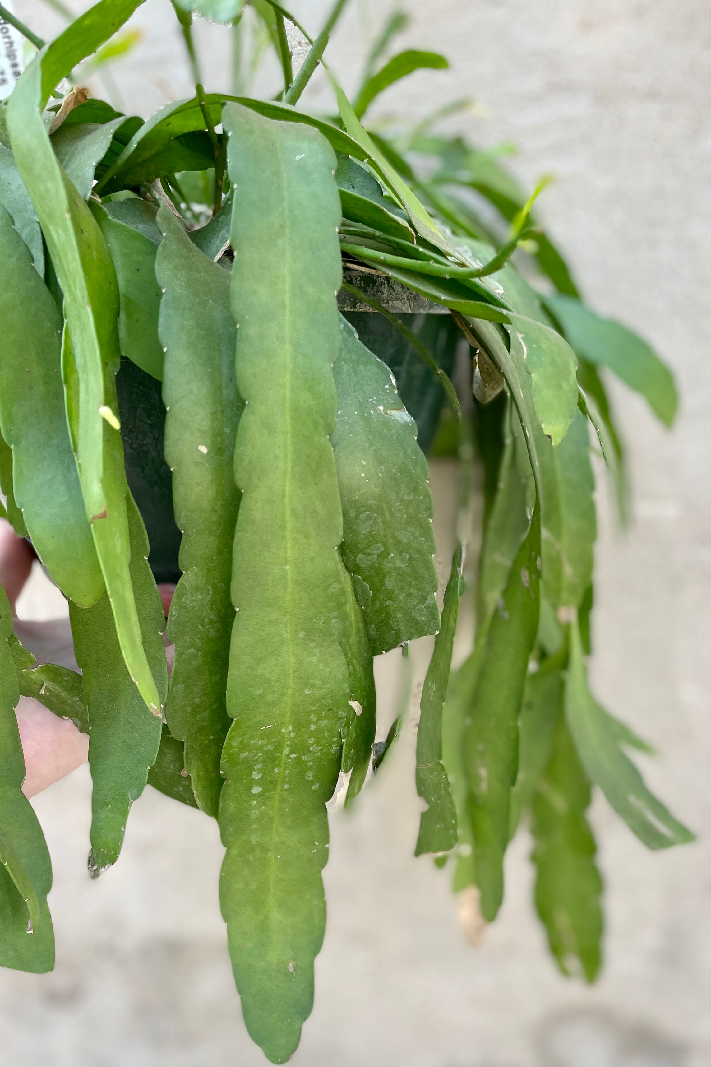 Pseudorhipsalis ramulosa plant detail picture showing the flat worm like leaves at Sprout Home.