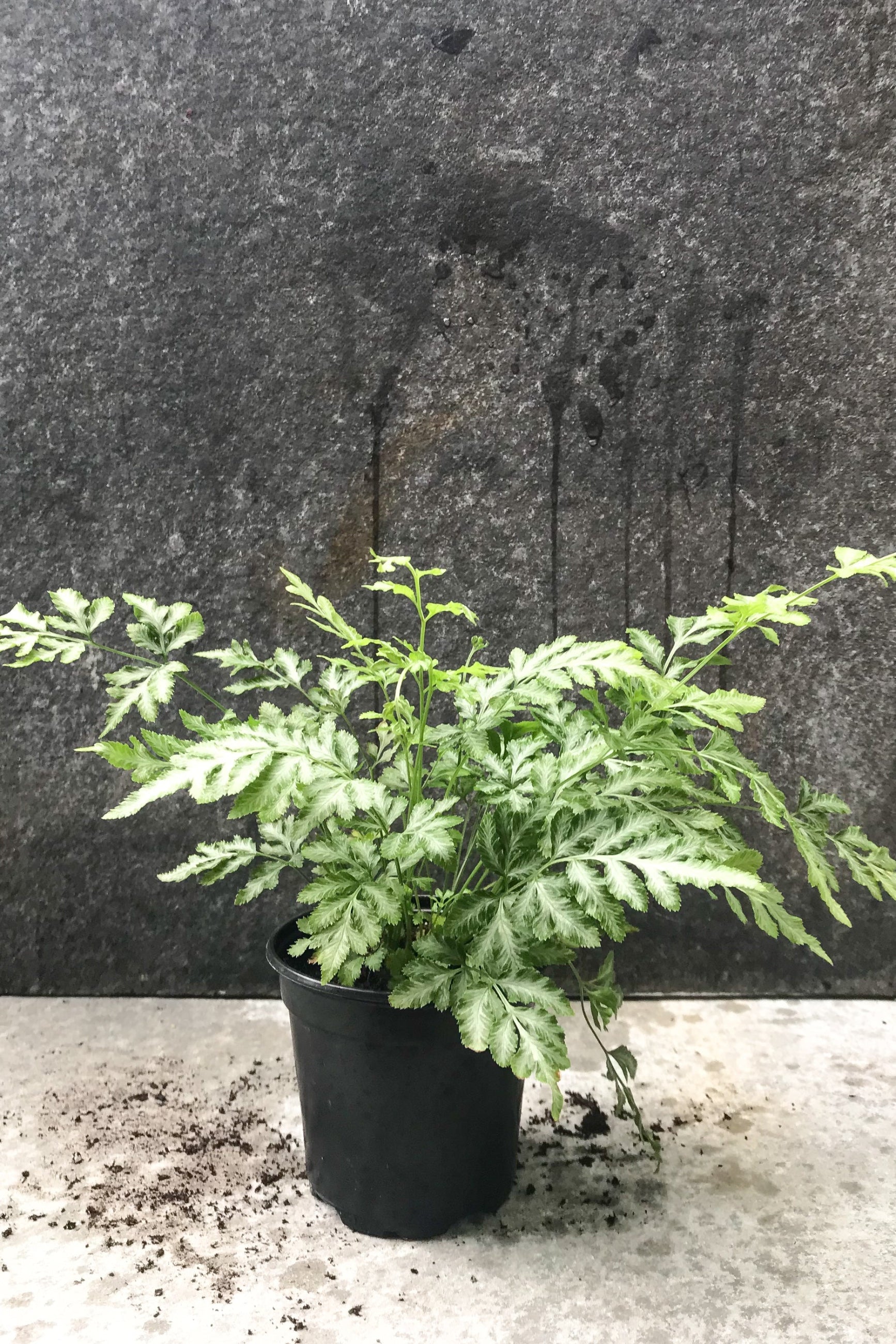 Pteris cretica "Albo-Lineata' in a 4" growers pot in front of a gray wall ©Sprout Home