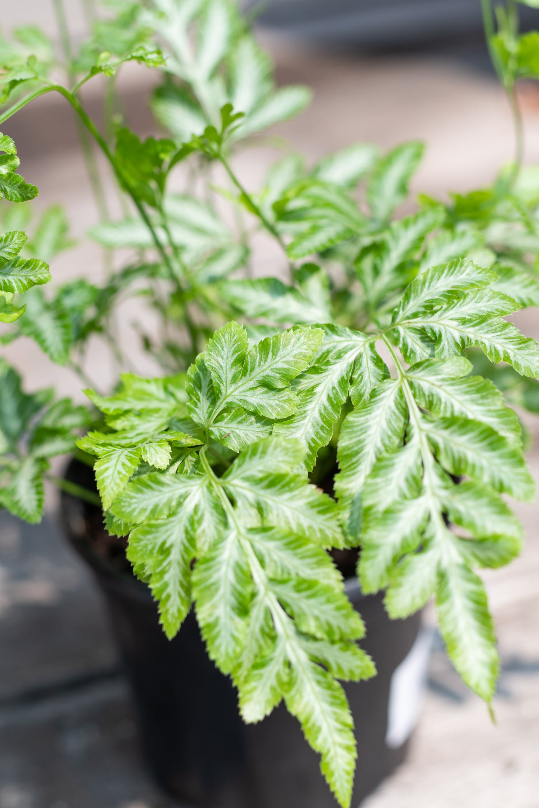 Pteris cretica "Albo-Lineata' fern up close ©Sprout Home