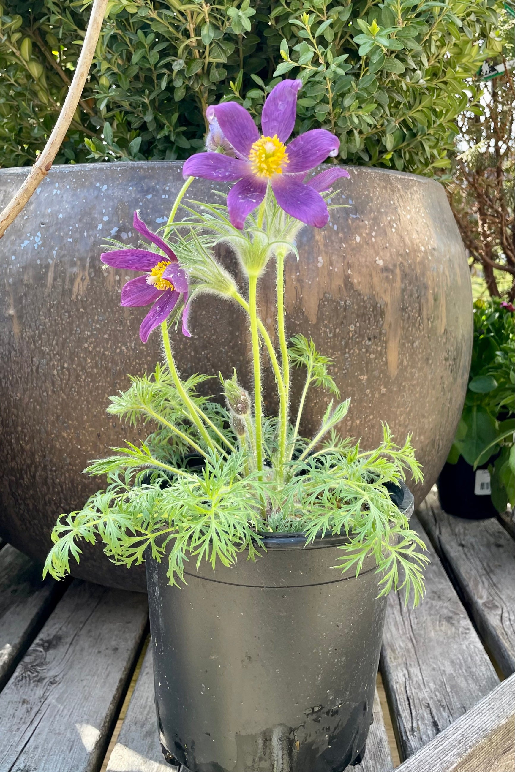 Pulsatilla vulgaris in full bloom and up close showing the purple petals in a #1 growers pot in April ©Sprout Home