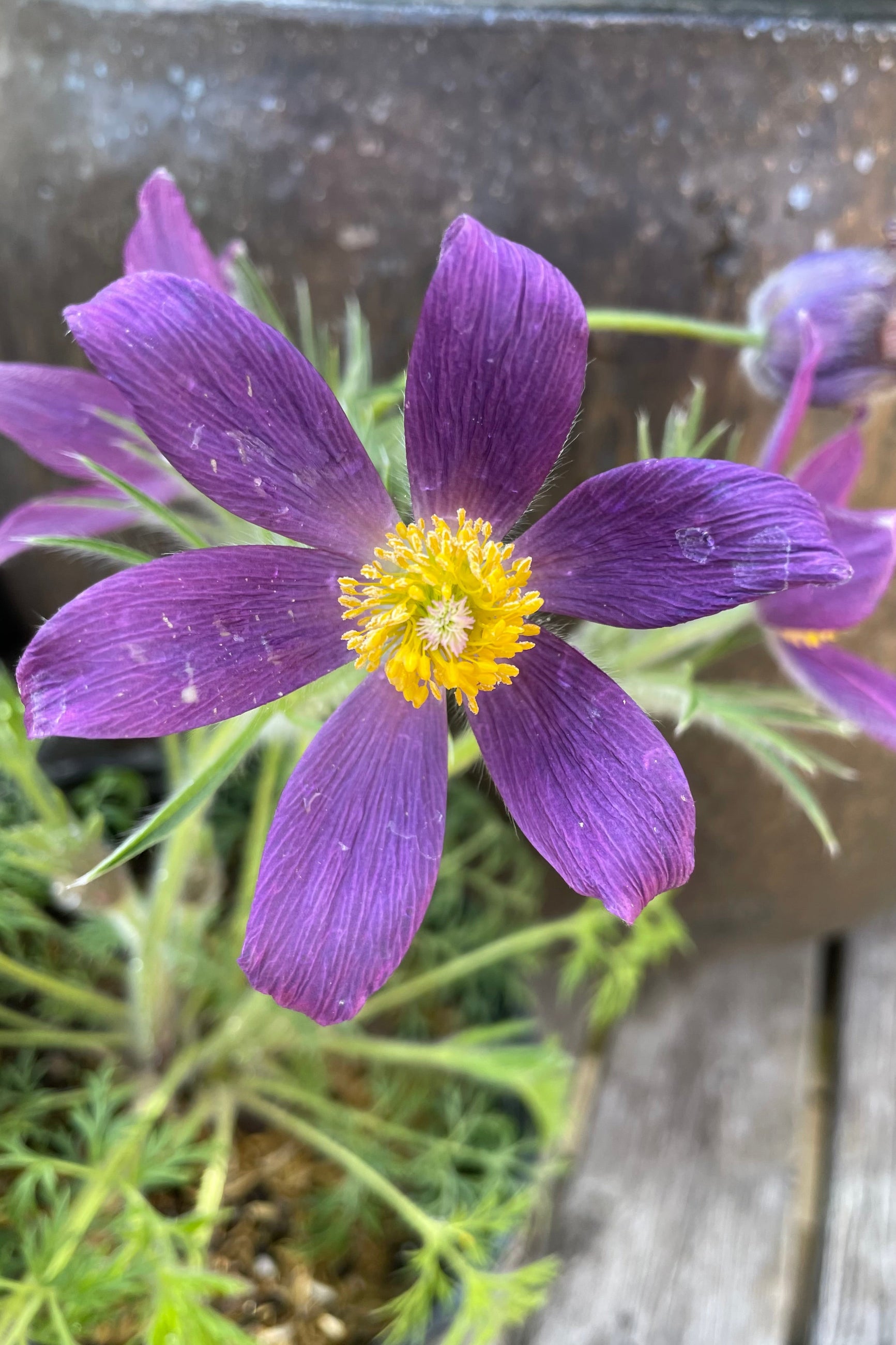 Pulsatilla vulgaris in full bloom and up close showing the purple petals ©Sprout Home