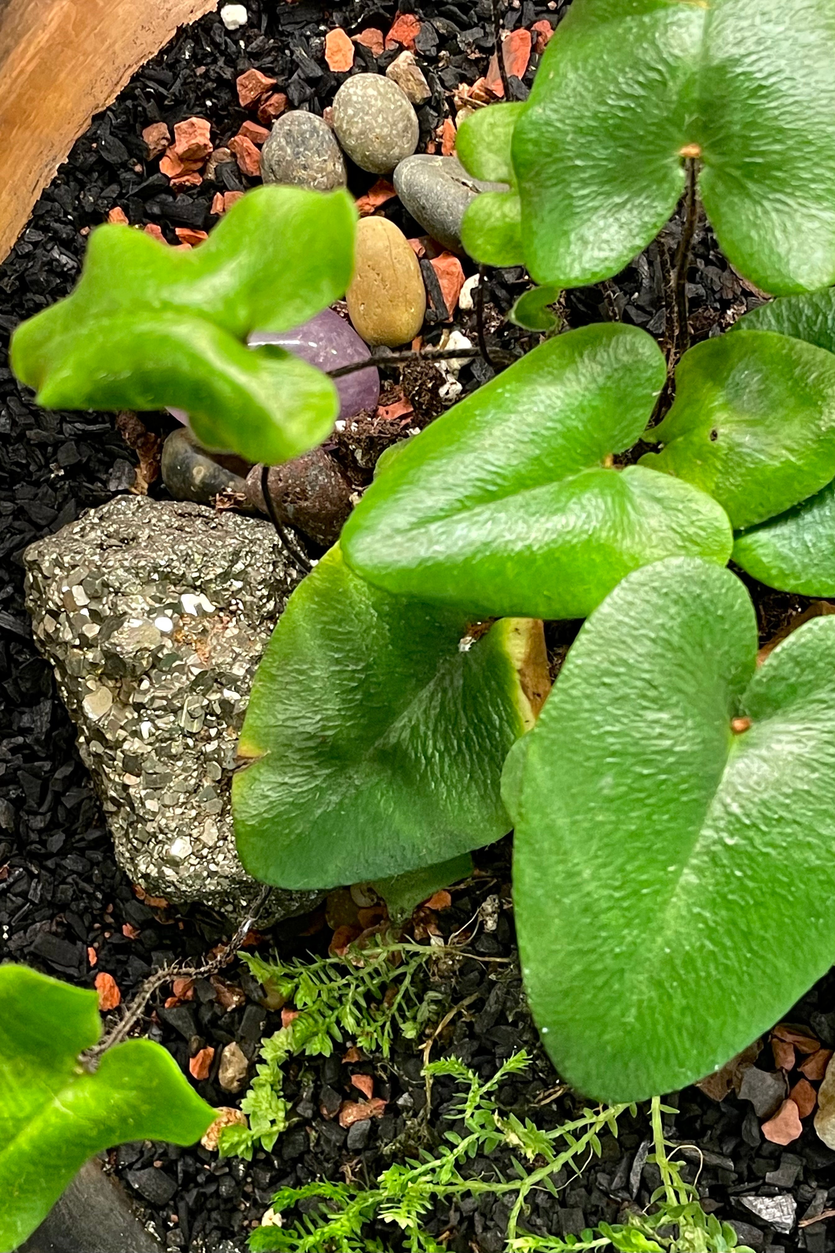 Pyrite in a terrarium filled with plants