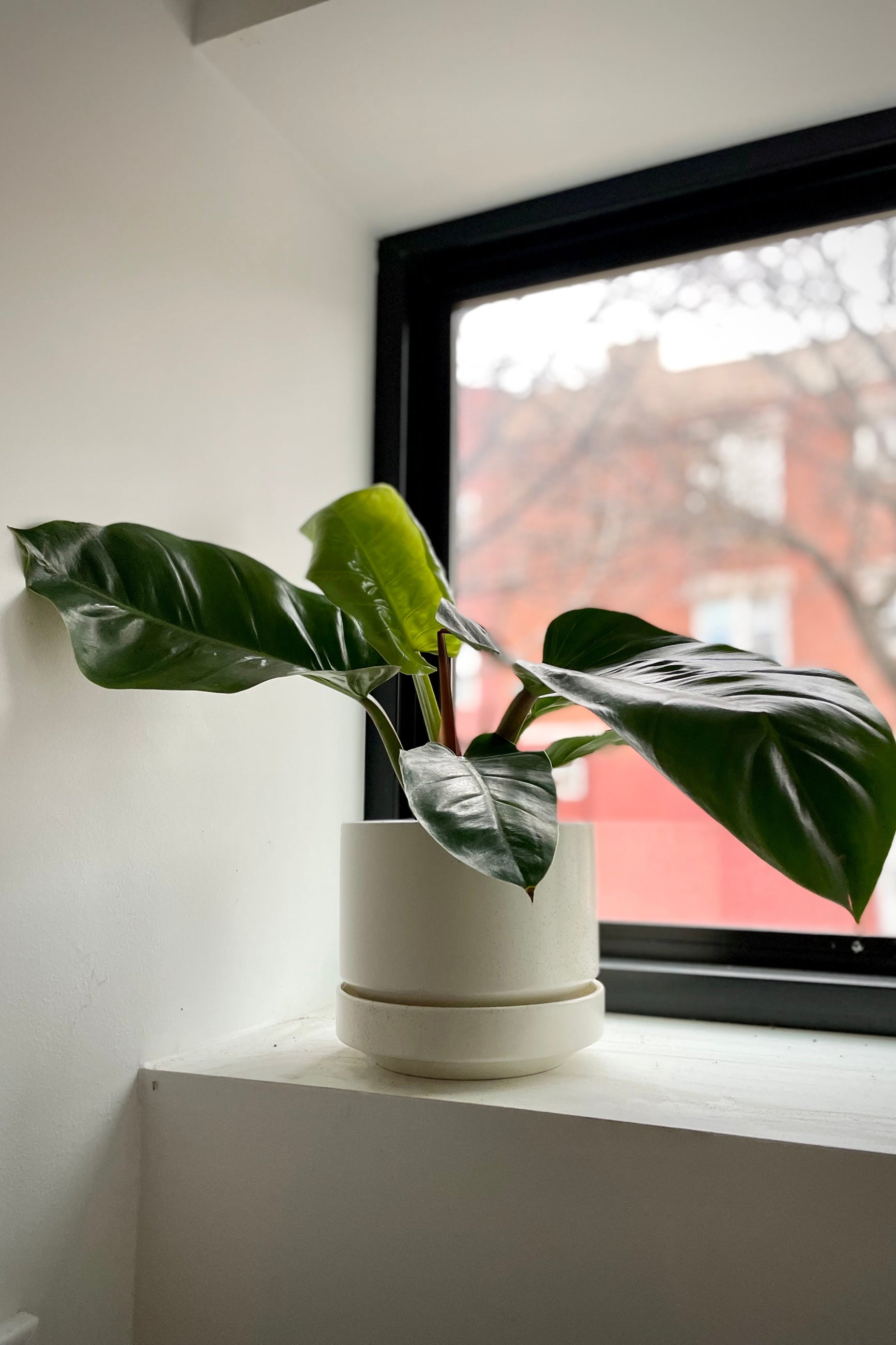 Philodendron melinonii in an 8" speckle Pot and saucer. ©Sprout Home