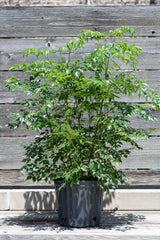 Radermachera sinica in nursery pot in front of grey wood background