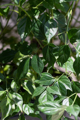 Close up of Radermachera sinica leaves
