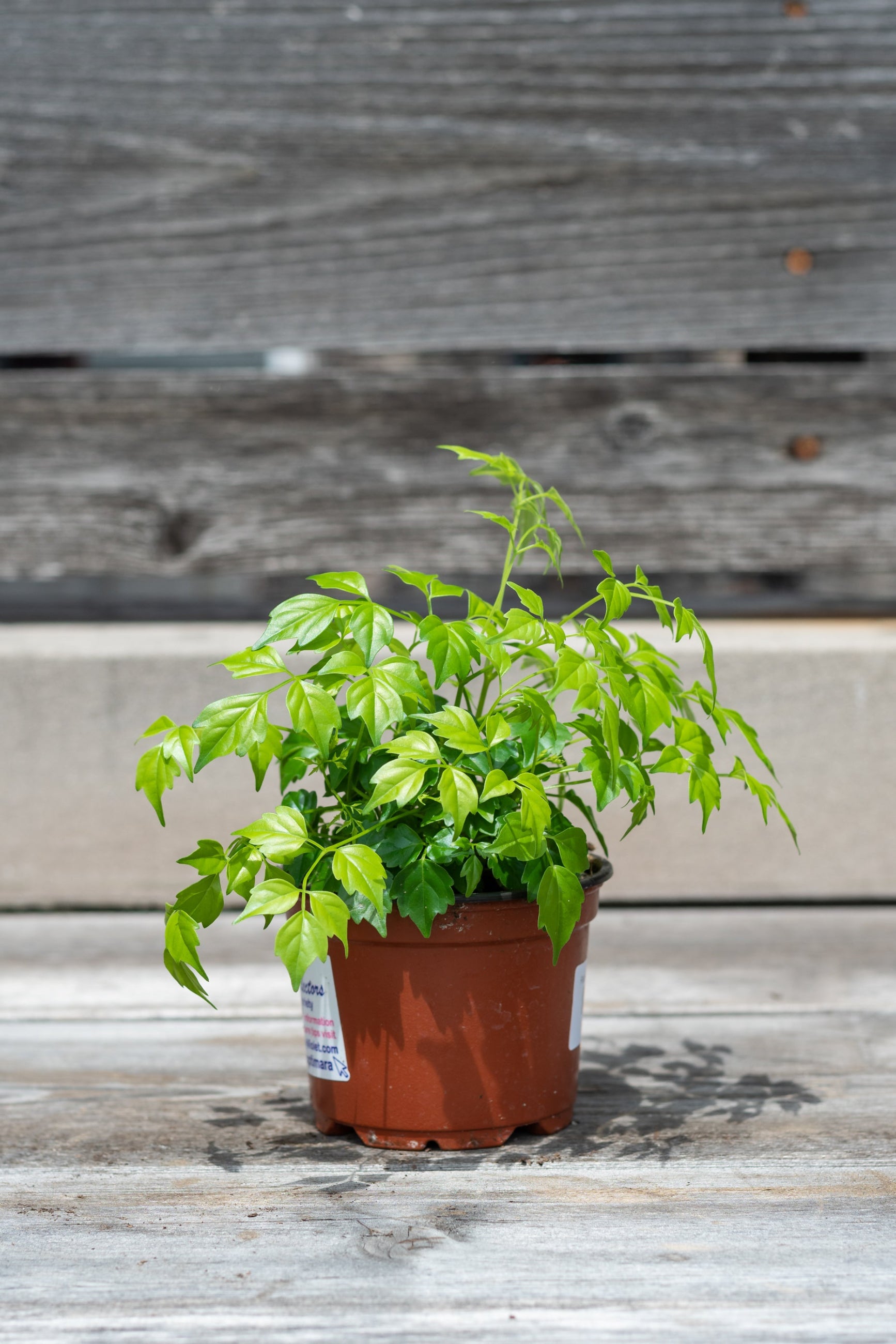 Radermachera sinica in nursery pot in front of grey wood background ©Sprout Home