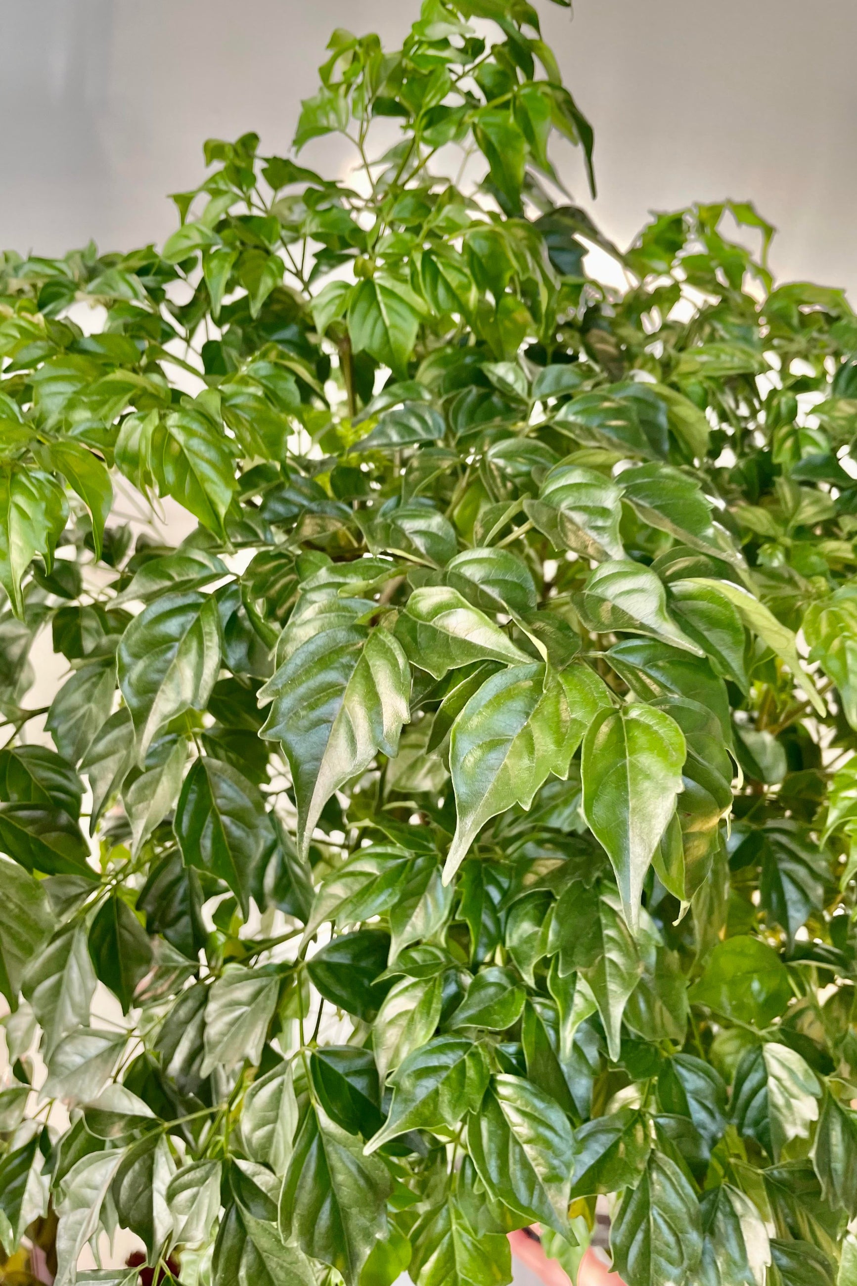 A detailed look at the Radermachera sinica 8" ©Sprout Home