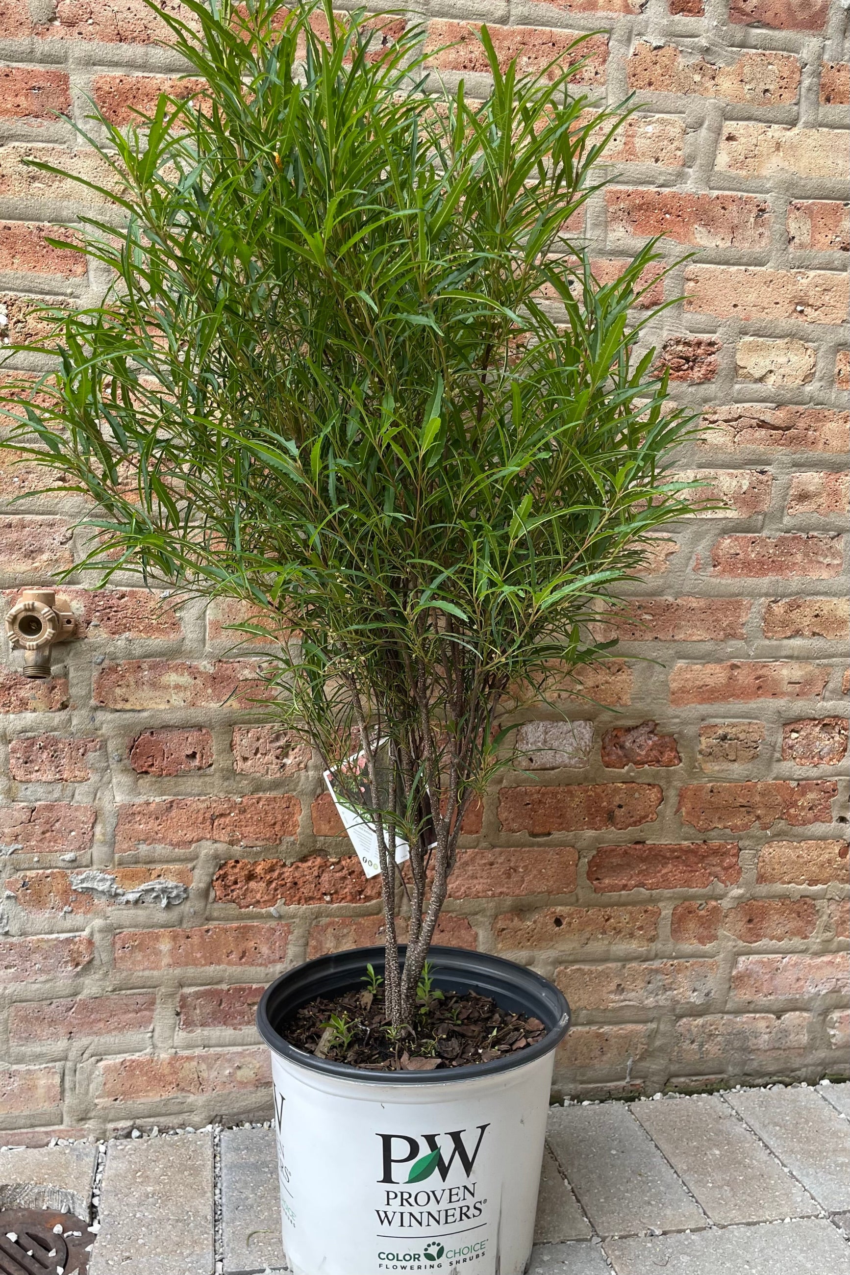 #3 container size of the Rhamnus 'Fine Lines' shrub against a brick wall showing the feathery leaves in mid June. ©Sprout Home