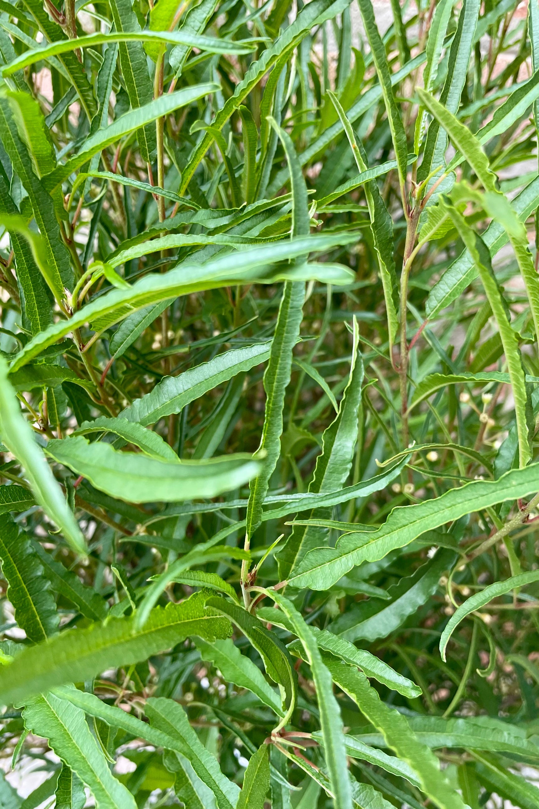 The Rhamnus 'Fine Lines' long green slightly serrated feather like leaves in mid June close up at Sprout Home. ©Sprout Home