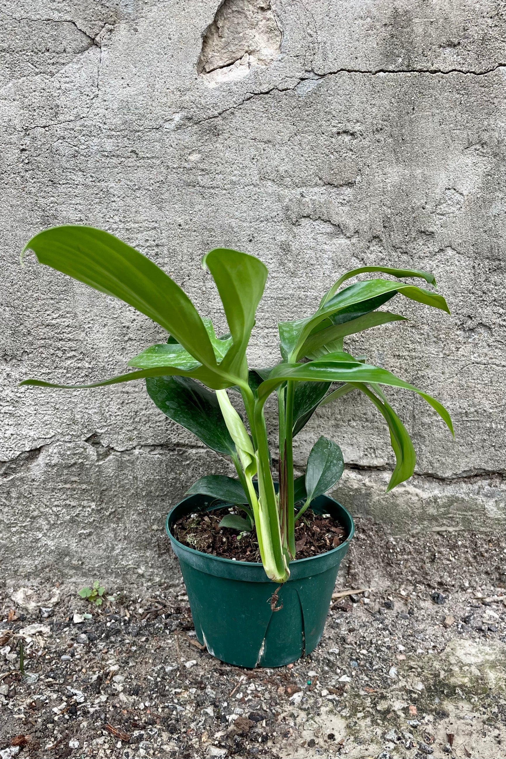 Rhaphidophora decursiva with a 6" green growers pot against a grey wall ©Sprout Home