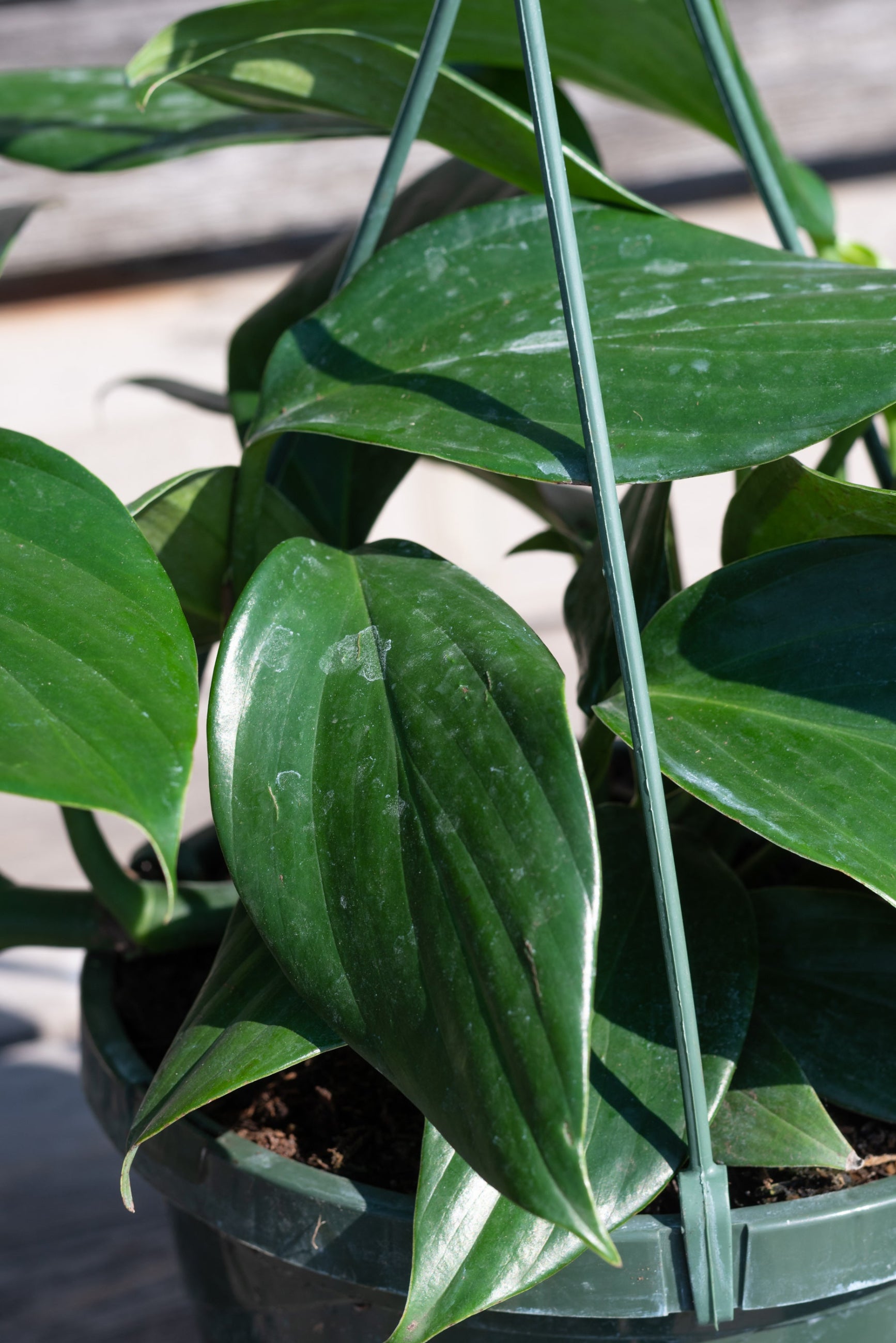 Close up of deep green Rhaphidophora decursiva leaves ©Sprout Home