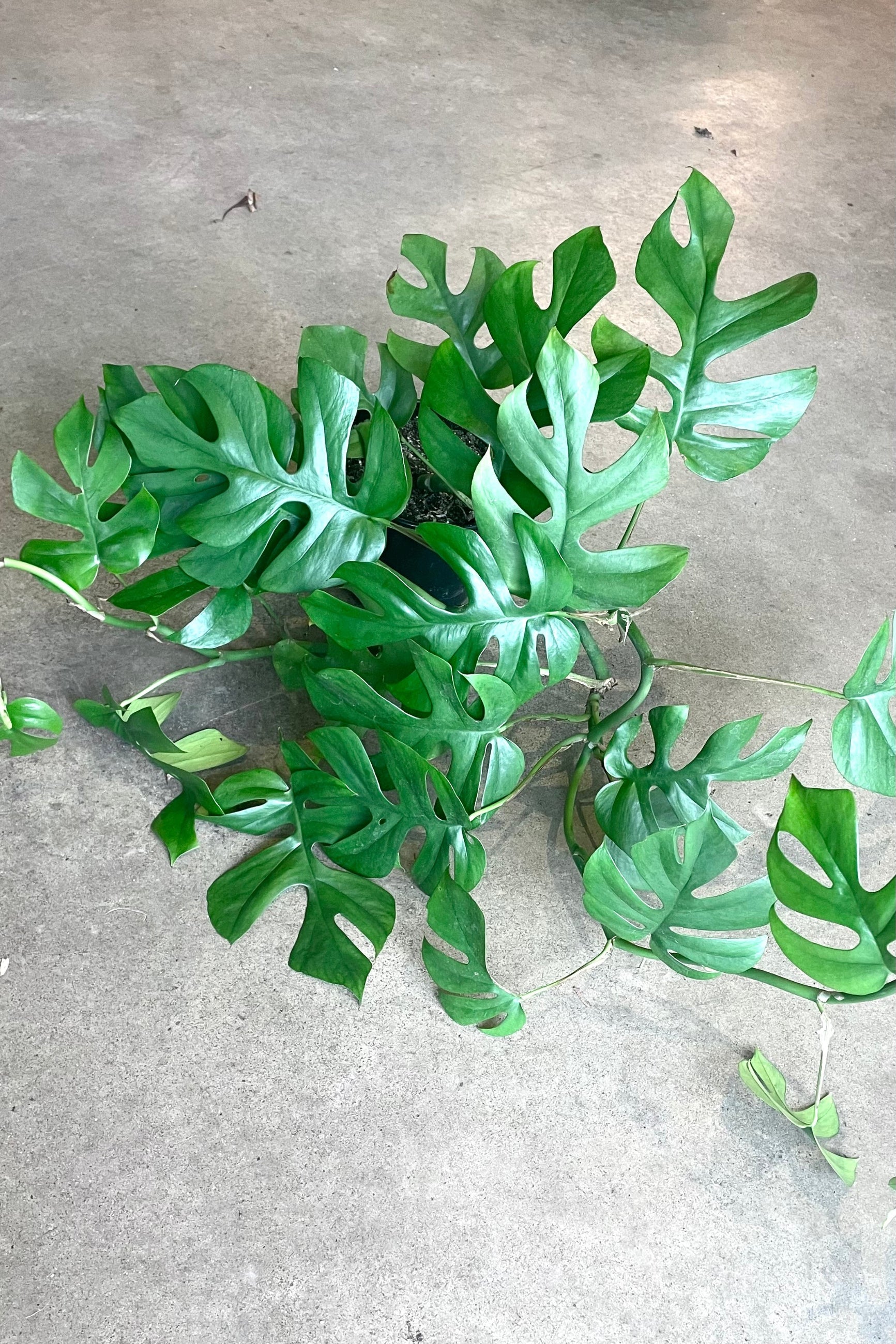Rhapidophora looking from above sitting on concrete ©Sprout Home