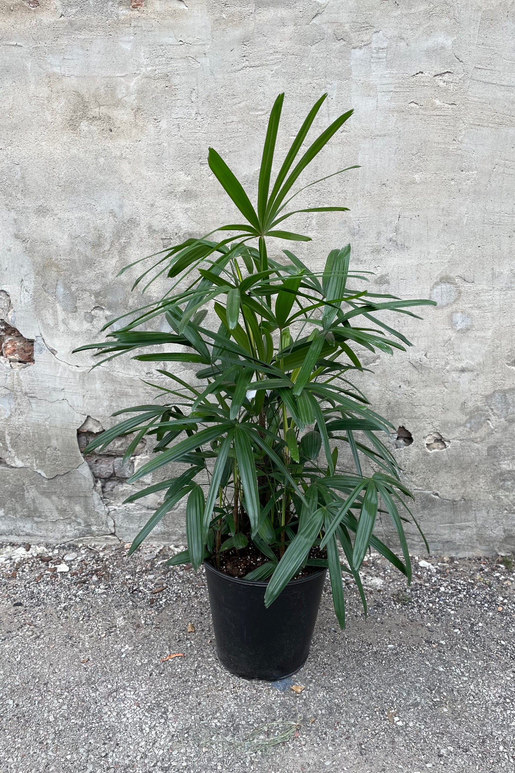 Rhapis excelsa in grow pot in front of concrete wall ©Sprout Home