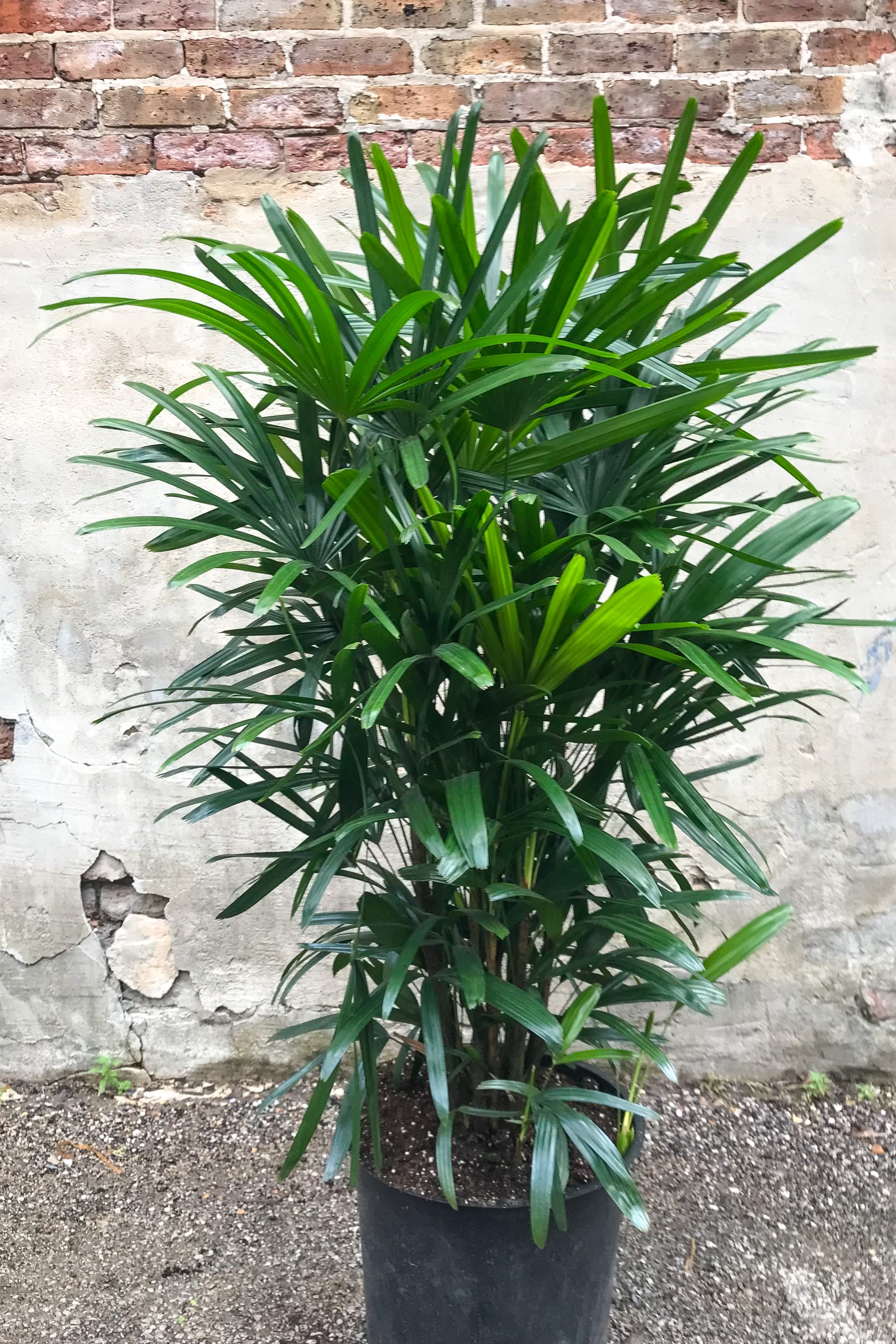 broad lady palm plant Rhapis excelsa 14"