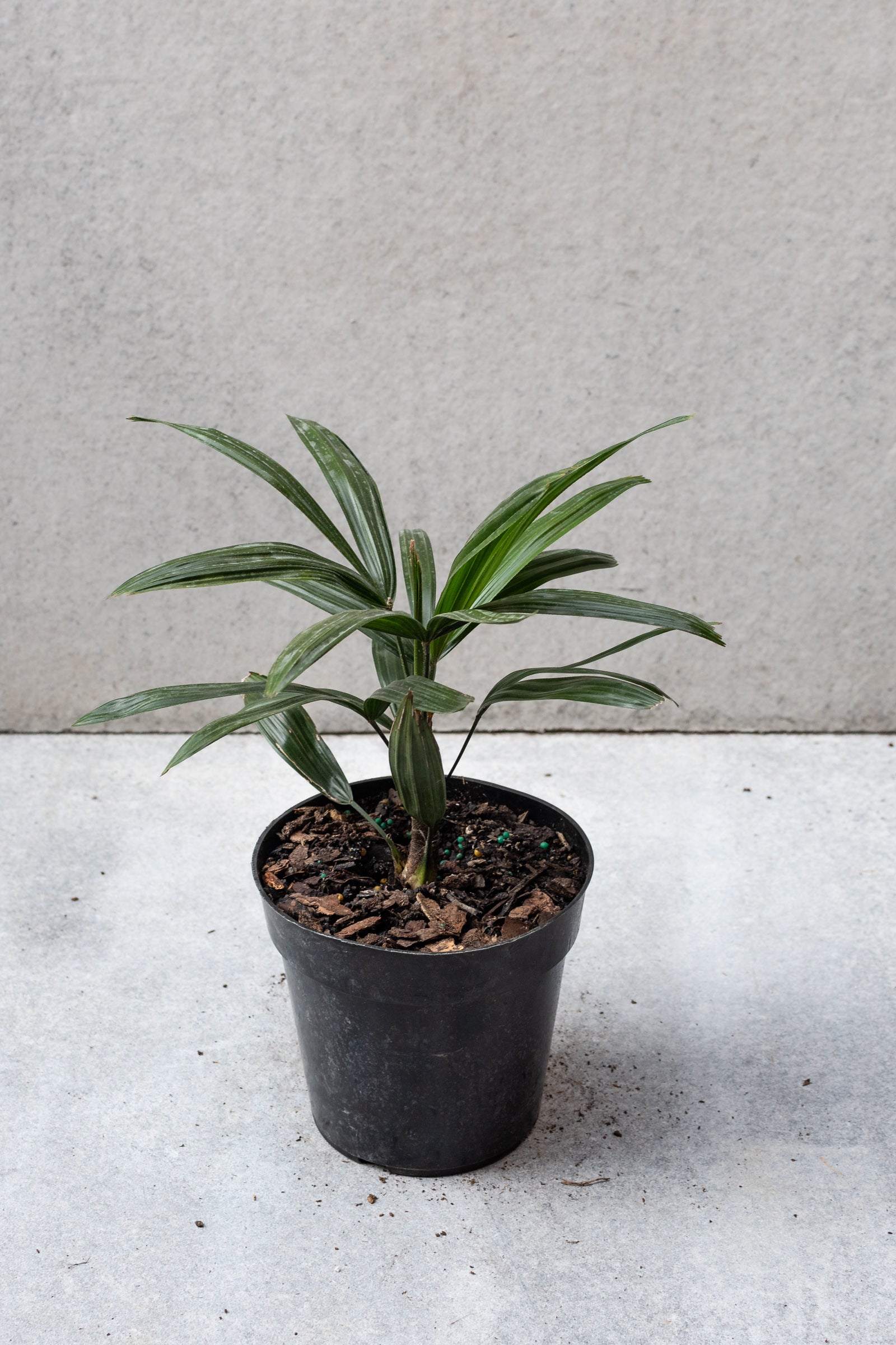 Rhapis excelsa plant in a 6 inch growers pot against a grey wall. ©Sprout Home