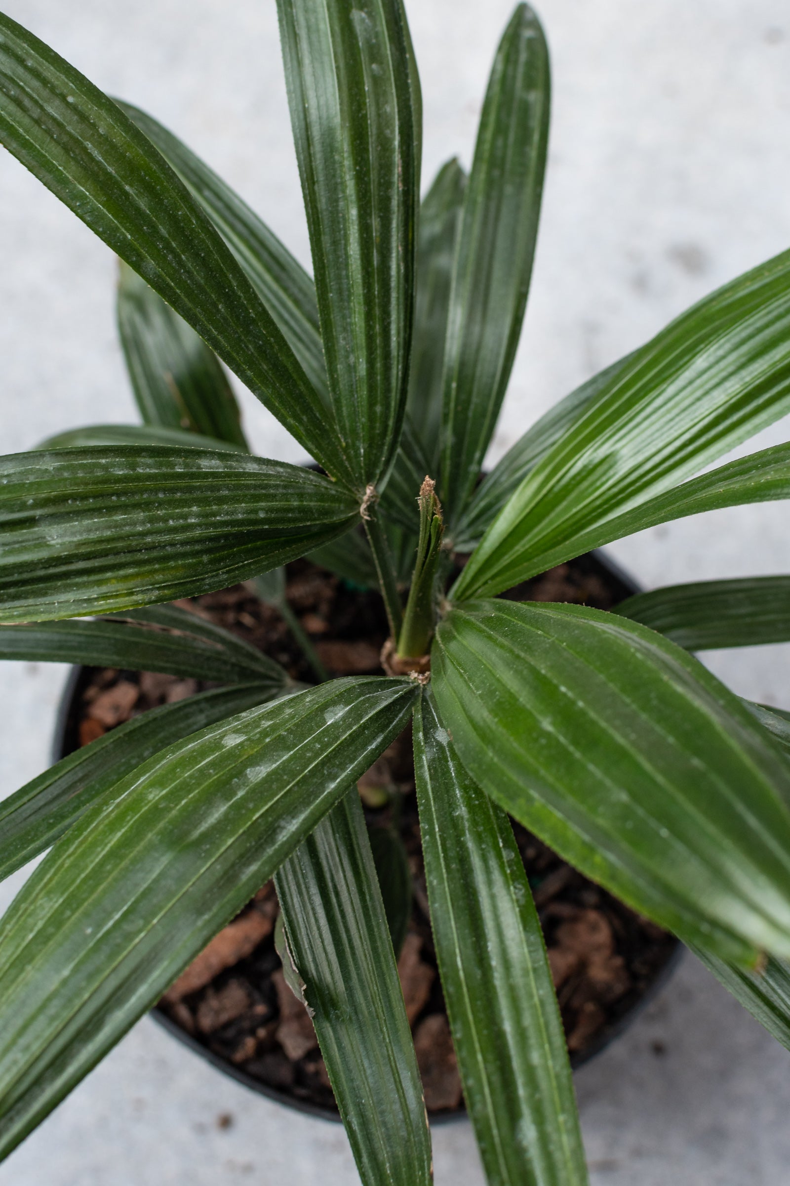 Rhapis excelsa plant from above. ©Sprout Home