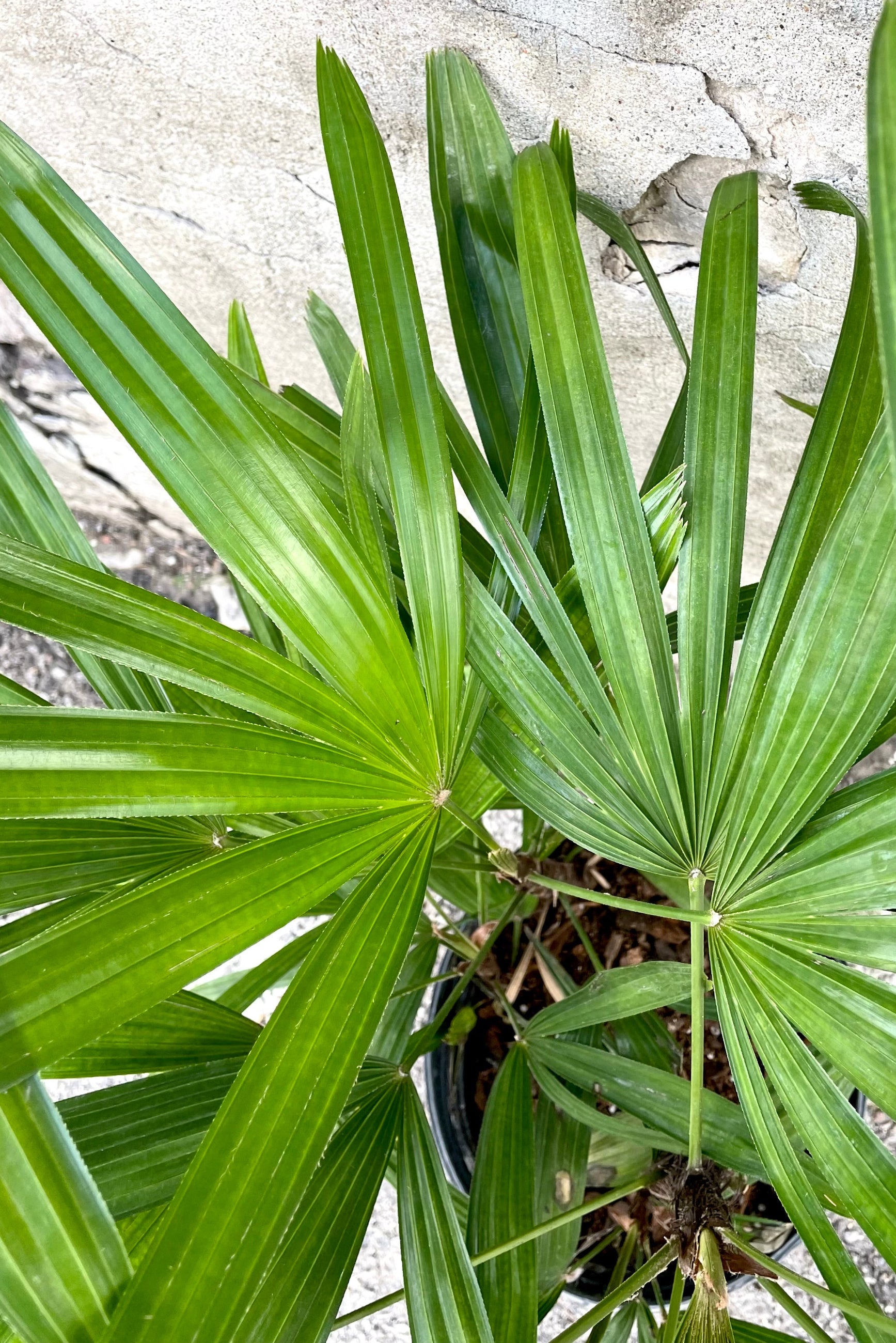 An overhead detailed view of the 8" Rhapis excelsa against a concrete backdrop ©Sprout Home