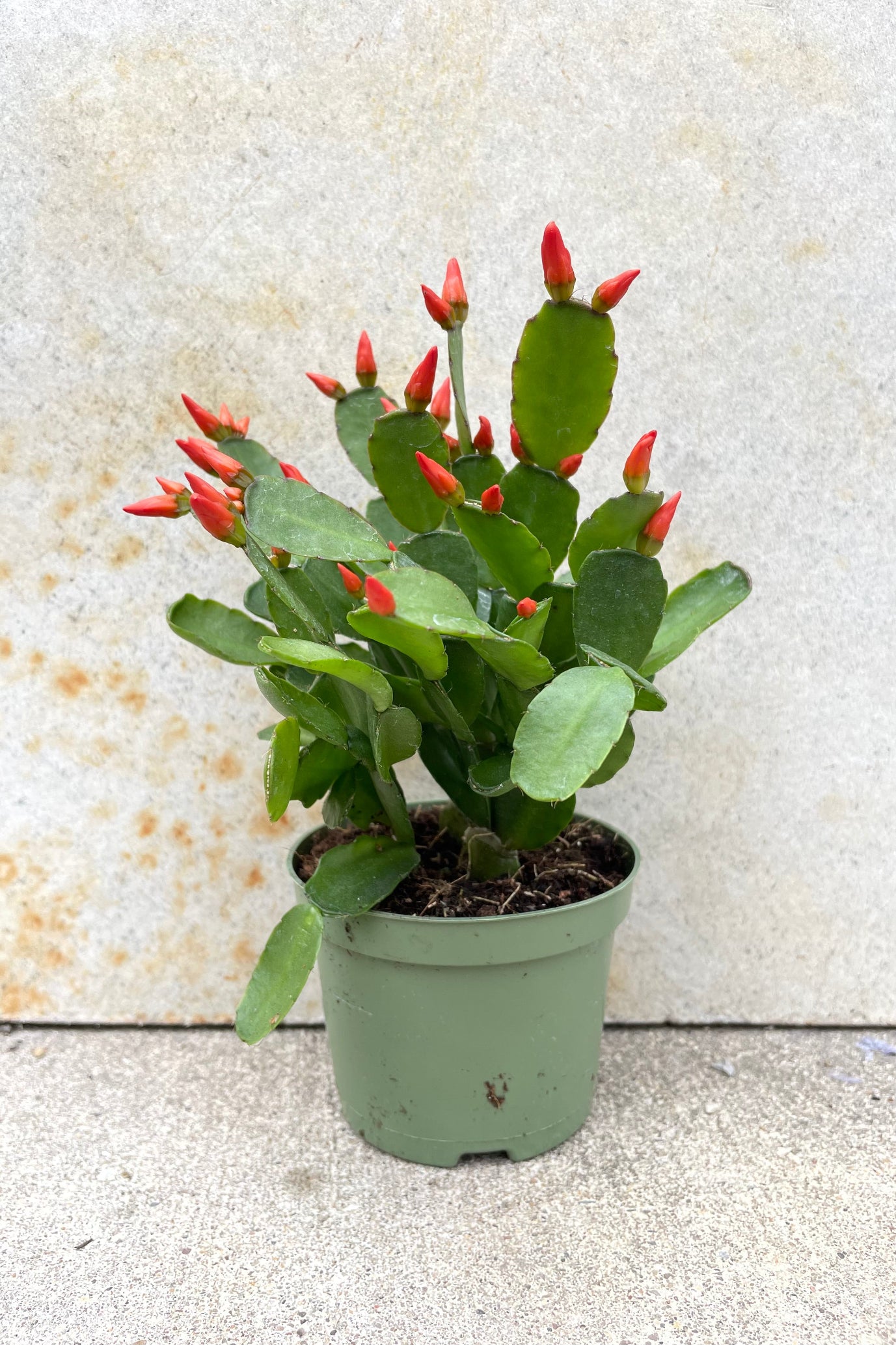 Rhipsalidopsis "Spring Cactus" 4" green growers pot with green cactus with orange prolific bloom against a grey wall ©Sprout Home