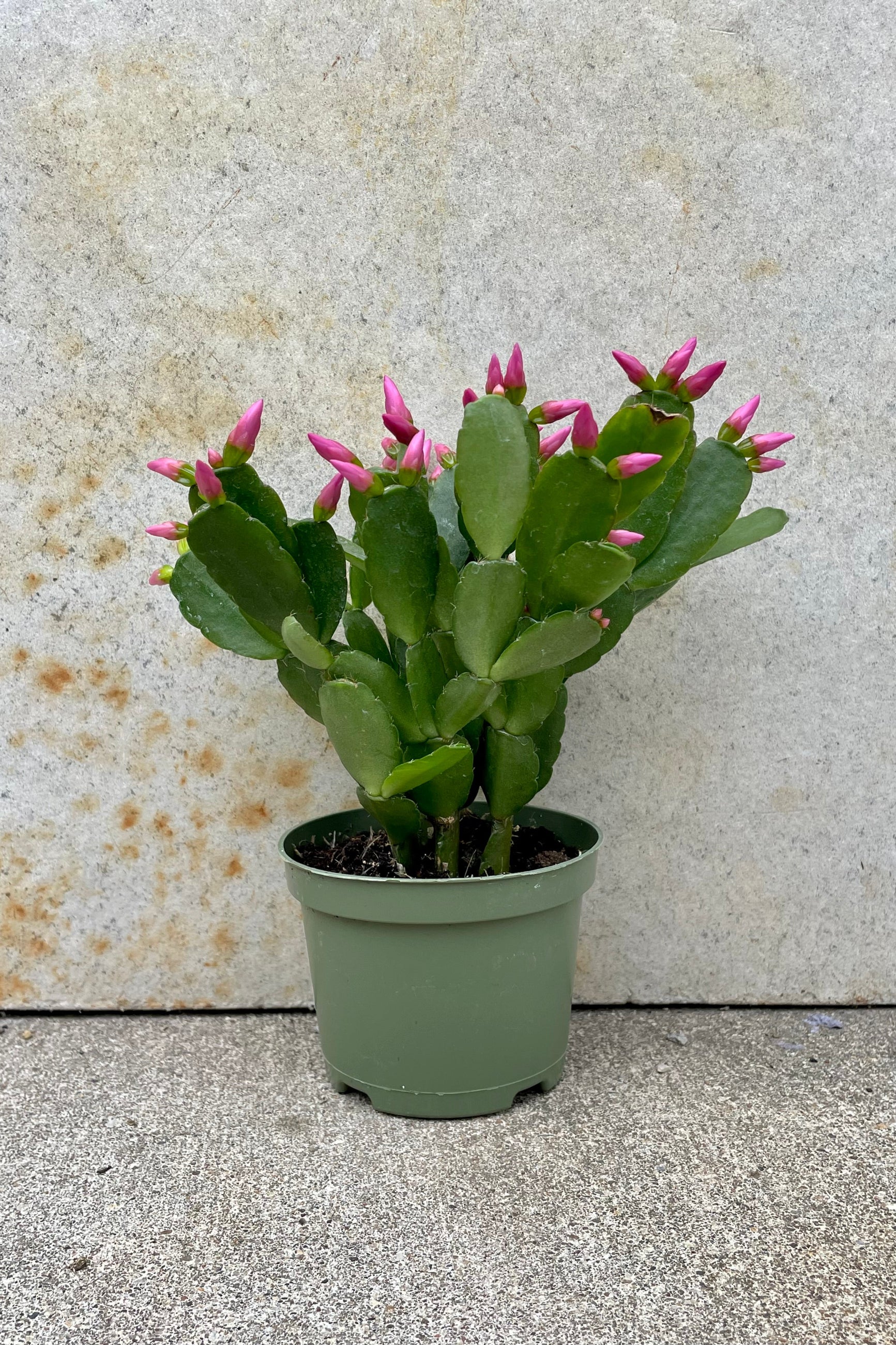 Rhipsalidopsis "Spring Cactus" 4" green growers pot with green cactus with pink prolific bloom against a grey wall ©Sprout Home