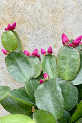 Rhipsalidopsis "Spring Cactus" 4" detail of green cactus with magenta prolific bloom against a grey wall