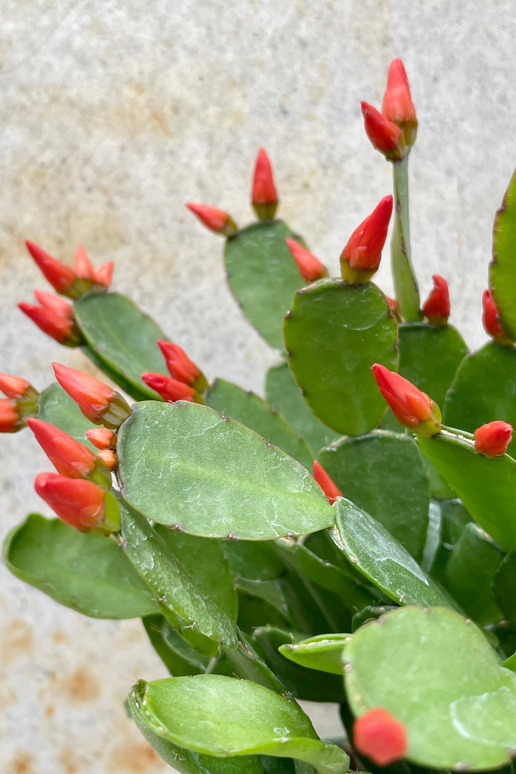Rhipsalidopsis "Spring Cactus" 4" detail of green cactus with orange prolific bloom against a grey wall ©Sprout Home