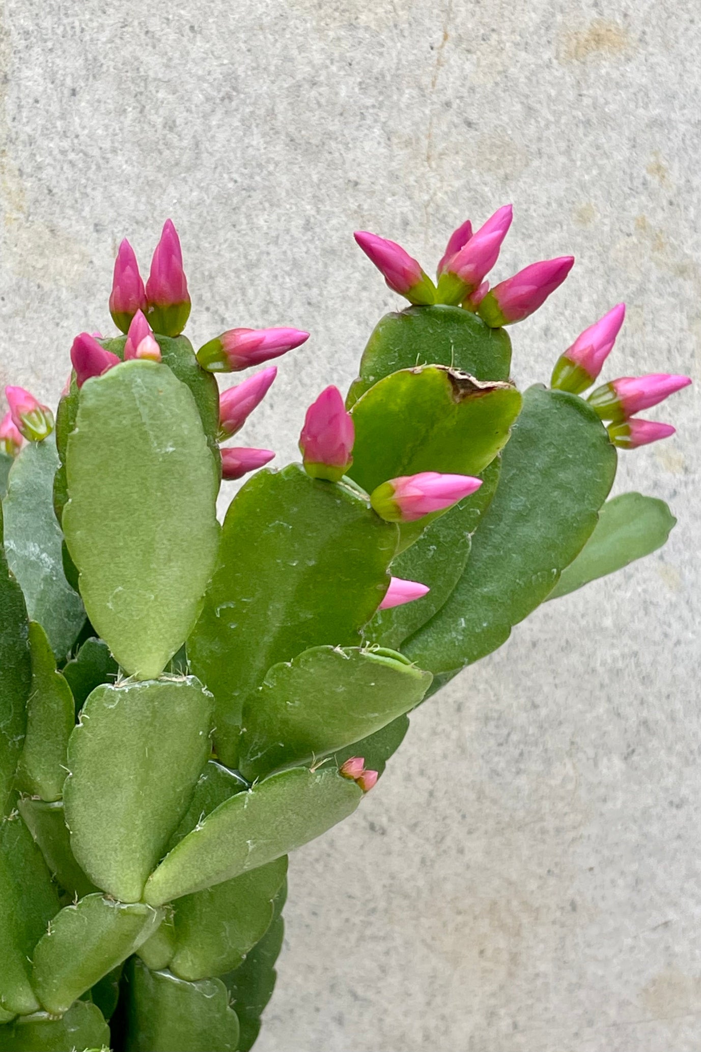 Rhipsalidopsis "Spring Cactus" 4" detail of green cactus with pink prolific bloom against a grey wall ©Sprout Home