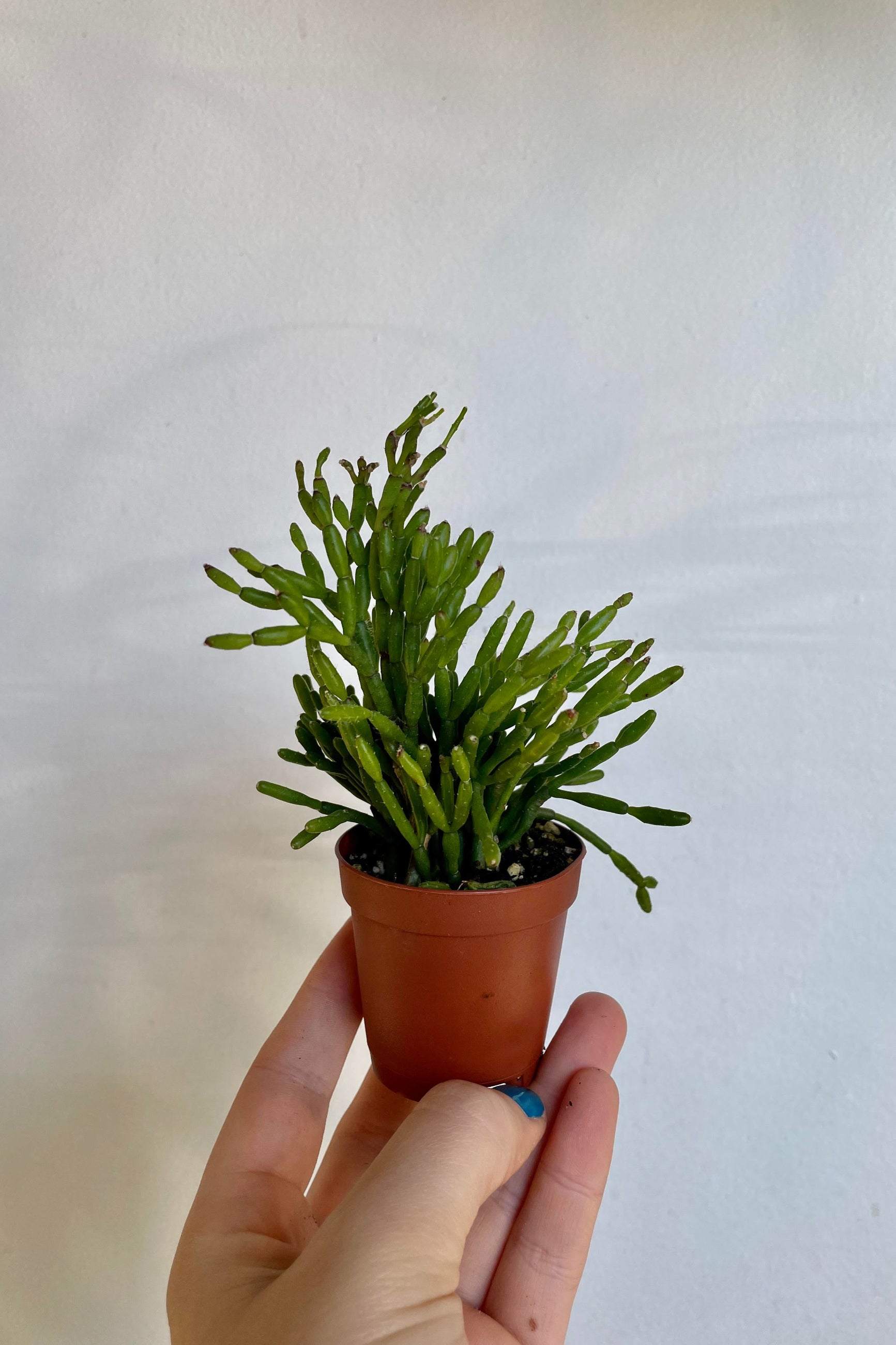A hand holds the Rhipsallis sp. 2" against a white backdrop. ©Sprout Home