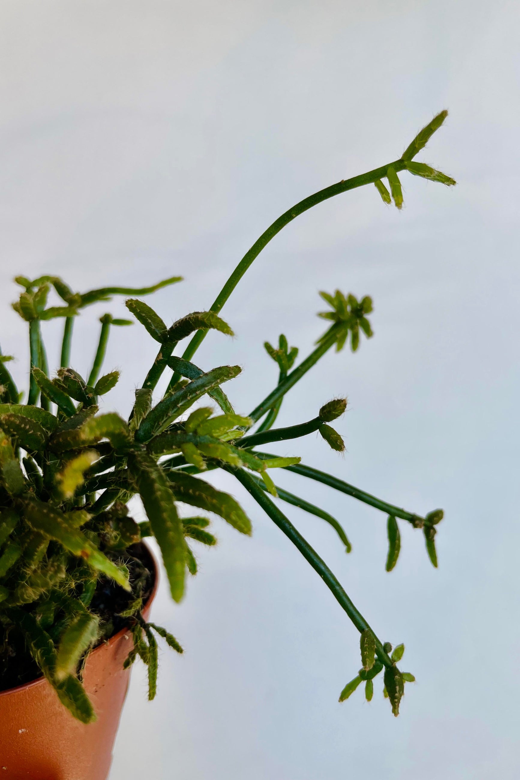 A detailed look at a differing variety of Rhipsallis sp. 2" ©Sprout Home