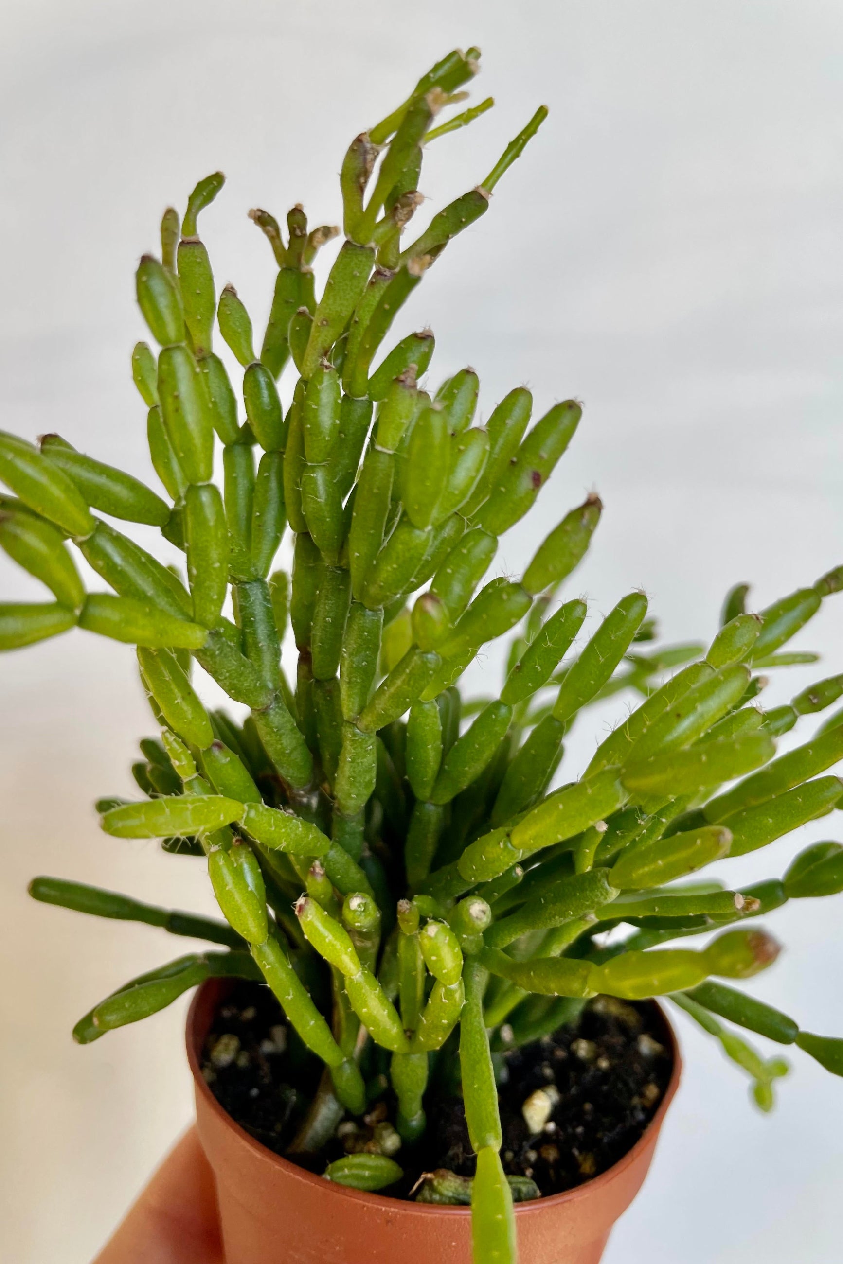 A detailed look at the Rhipsallis sp. 2" ©Sprout Home