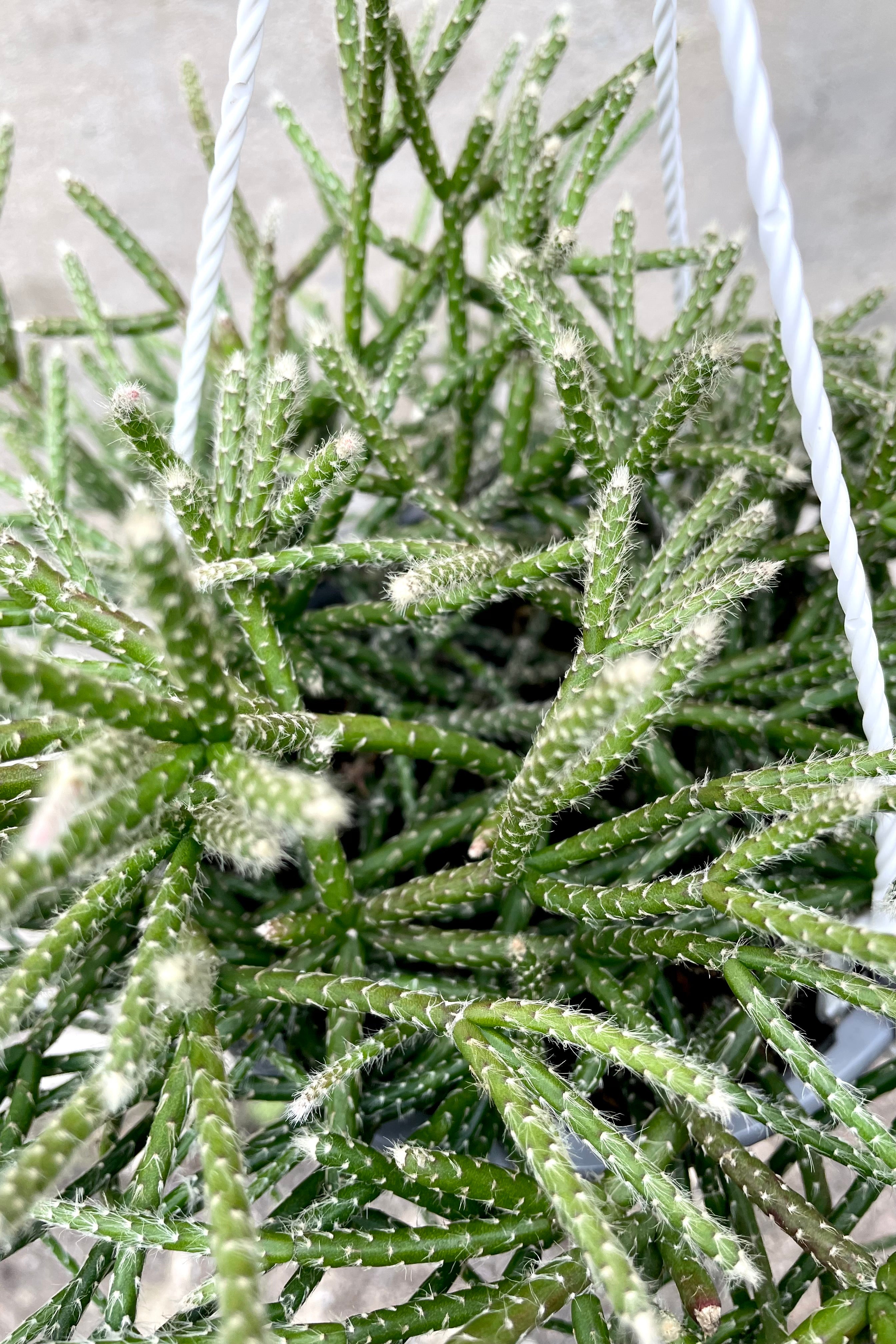 A close-up view of the 6" Rhipsalis pilocarpa against a concrete backdrop