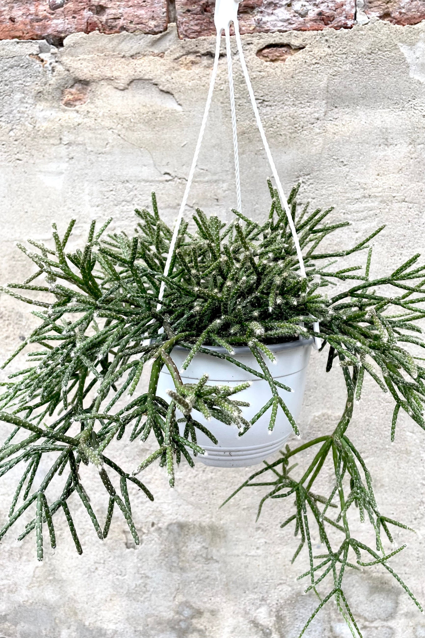 A frontal view of the 6" hanging Rhipsalis pilocarpa against a concrete backdrop ©Sprout Home