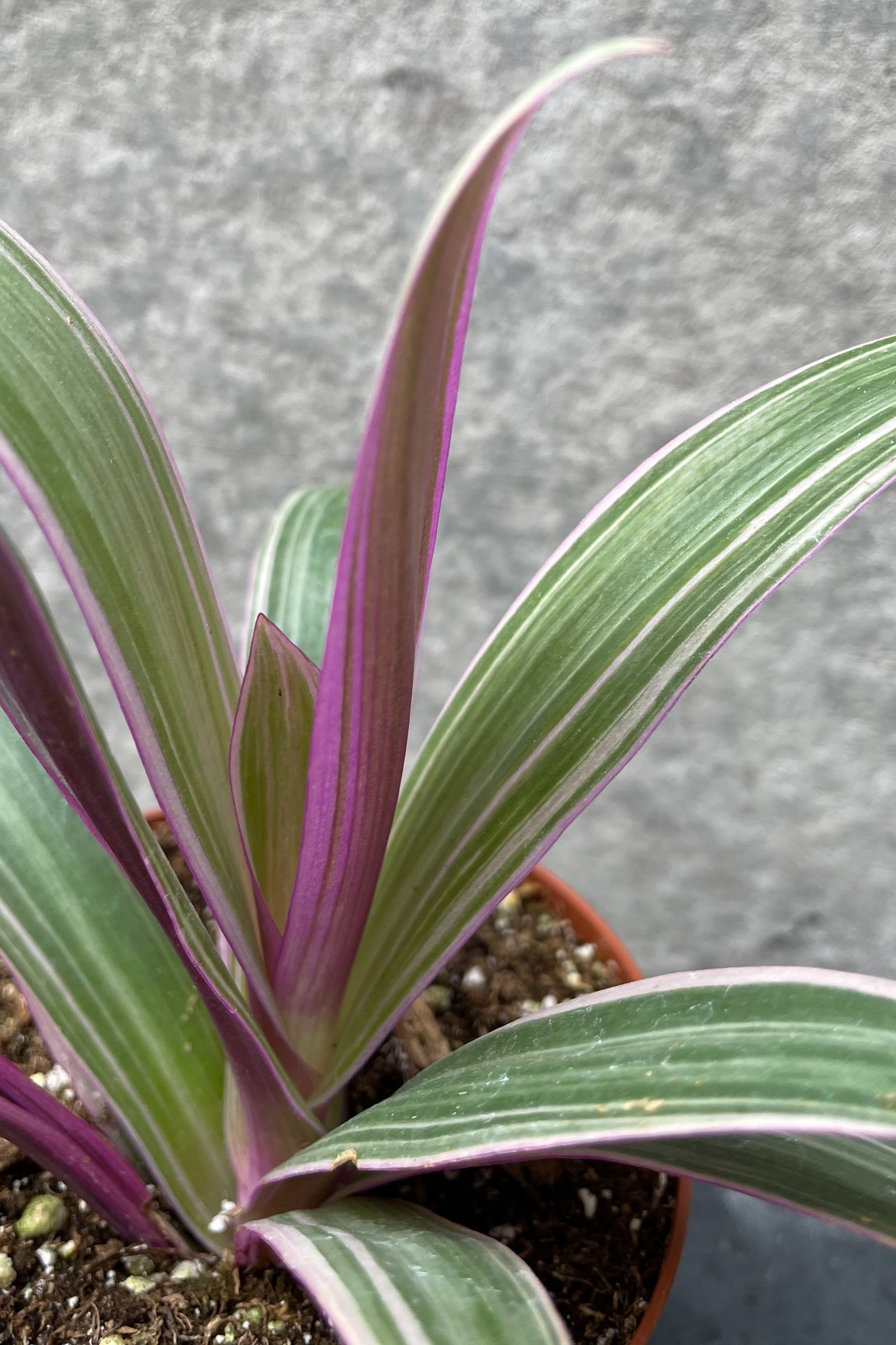 A potted Tradescantia spathacea plant with variegated leaves that showcase a range of colors from purple to green and cream, with a focus on the flower buds. ©Sprout Home