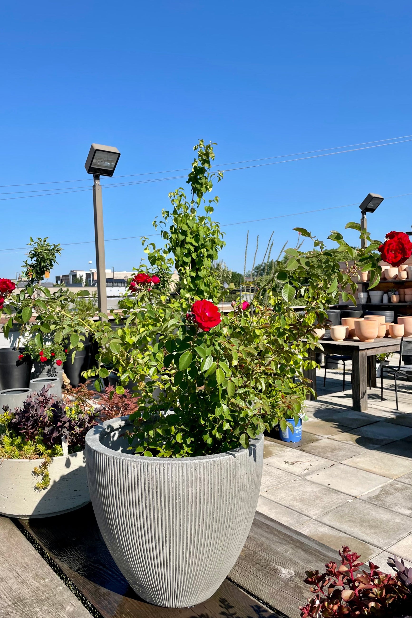 Rosa 'Cherry Frost' climbing rose in a #3 pot sitting in a decorative gray pot at Sprout Home in the middle of June showing the bright red flowers and the blue sky in the background. ©Sprout Home