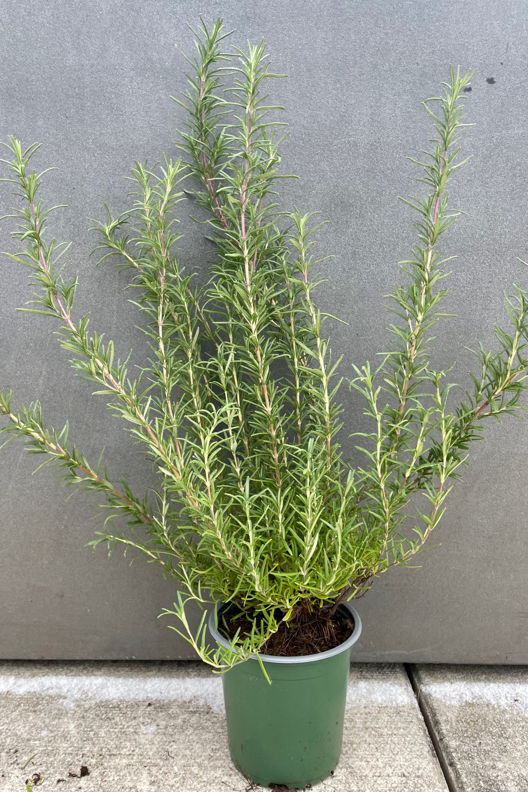 Common Rosemary in a 5" growers pot ©Sprout Home
