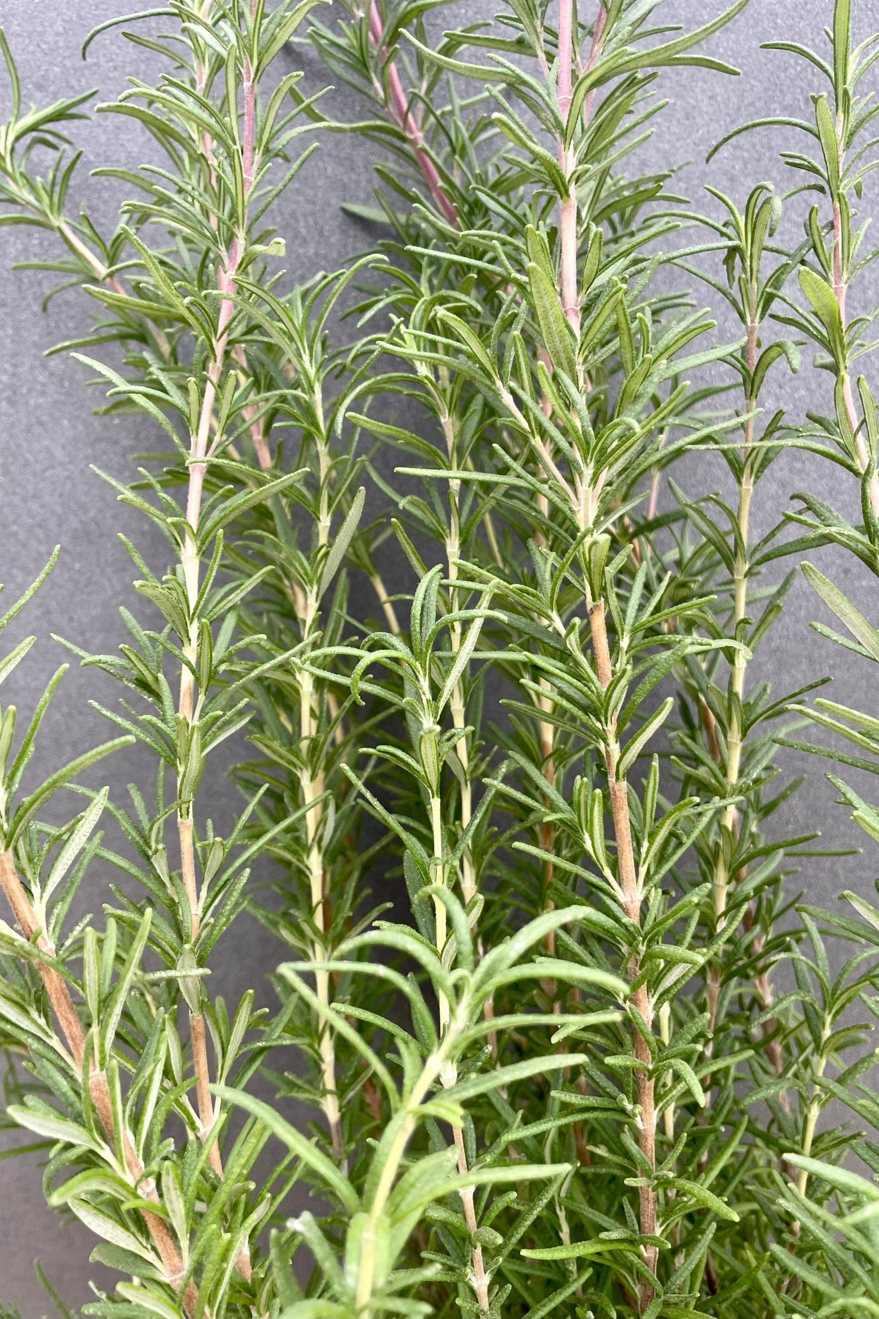Rosemary branches and leaves up close against gray ©Sprout Home