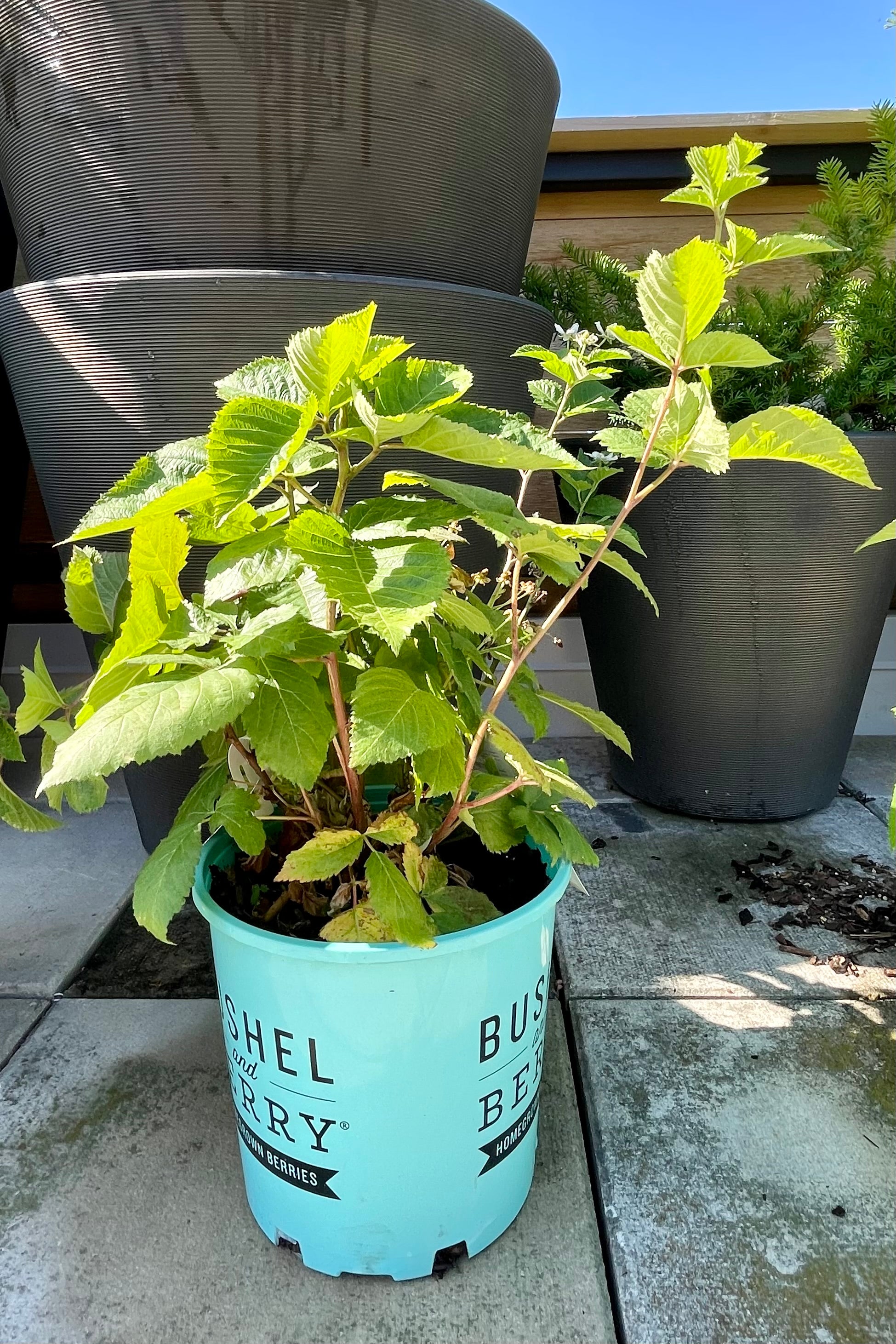 #2 size pot of Rubus 'Baby Cakes' blackberry bush with decorative containers in the background the end of June at Sprout Home.