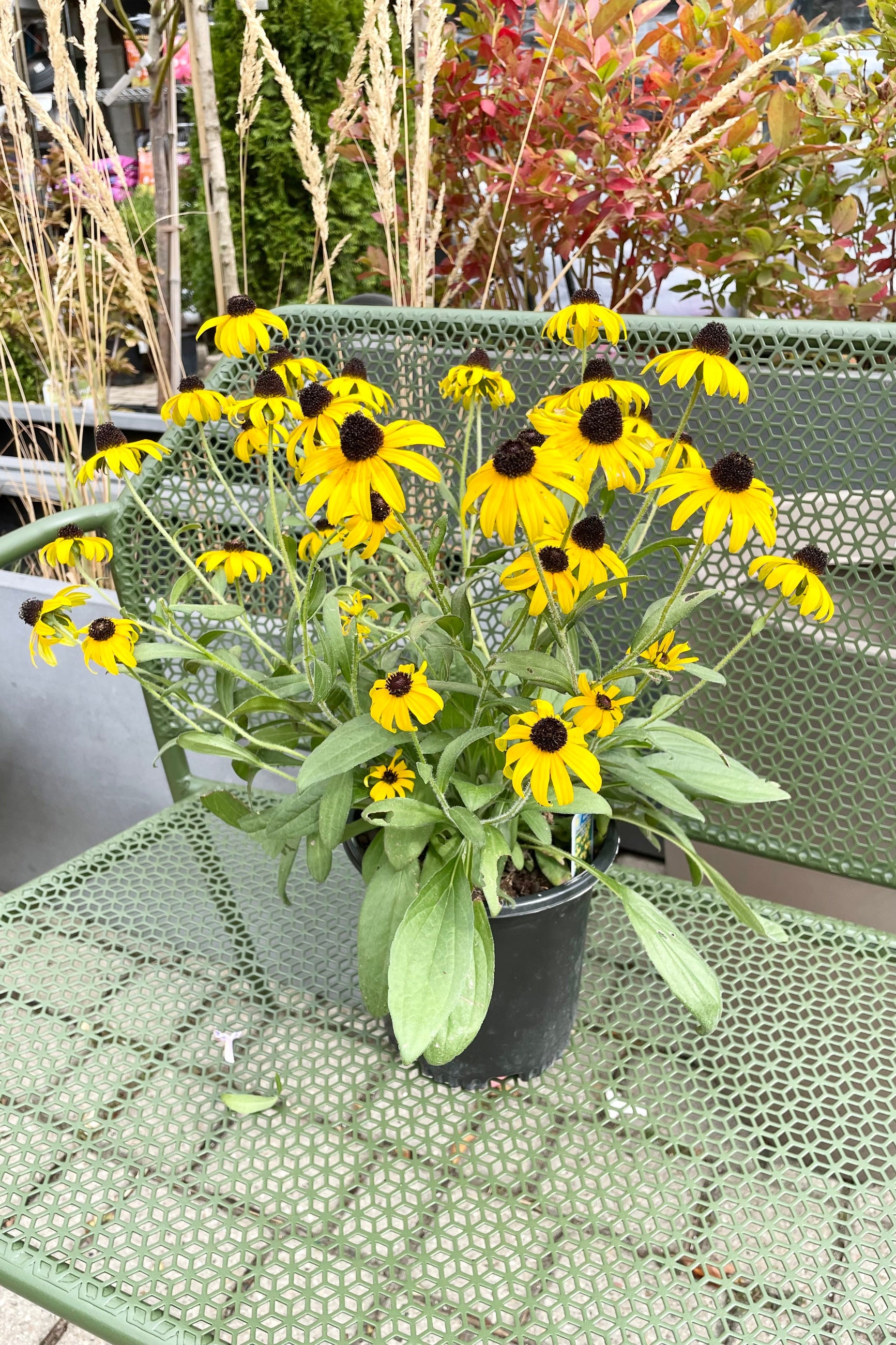 The bright yellow petals and dark centers of the Rudbeckia 'American Gold Rush' the middle of September in a #1 pot. ©Sprout Home