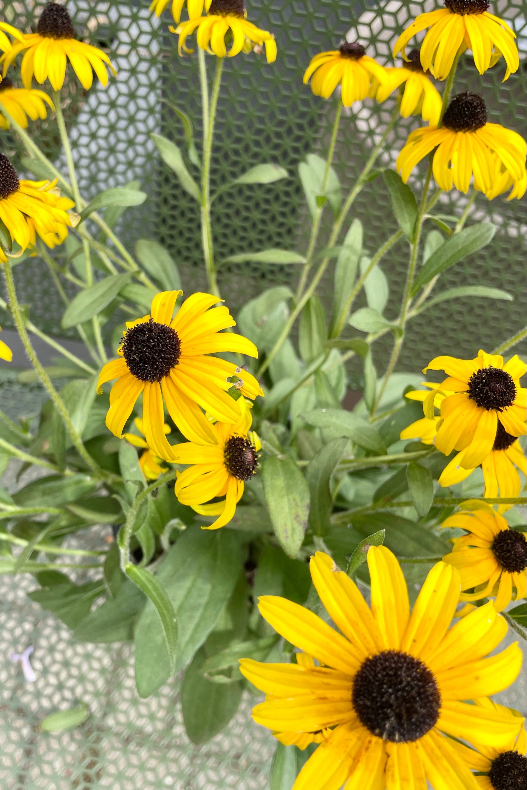 The bright yellow petals and dark centers of the Rudbeckia 'American Gold Rush' the middle of September in a #1 pot. ©Sprout Home