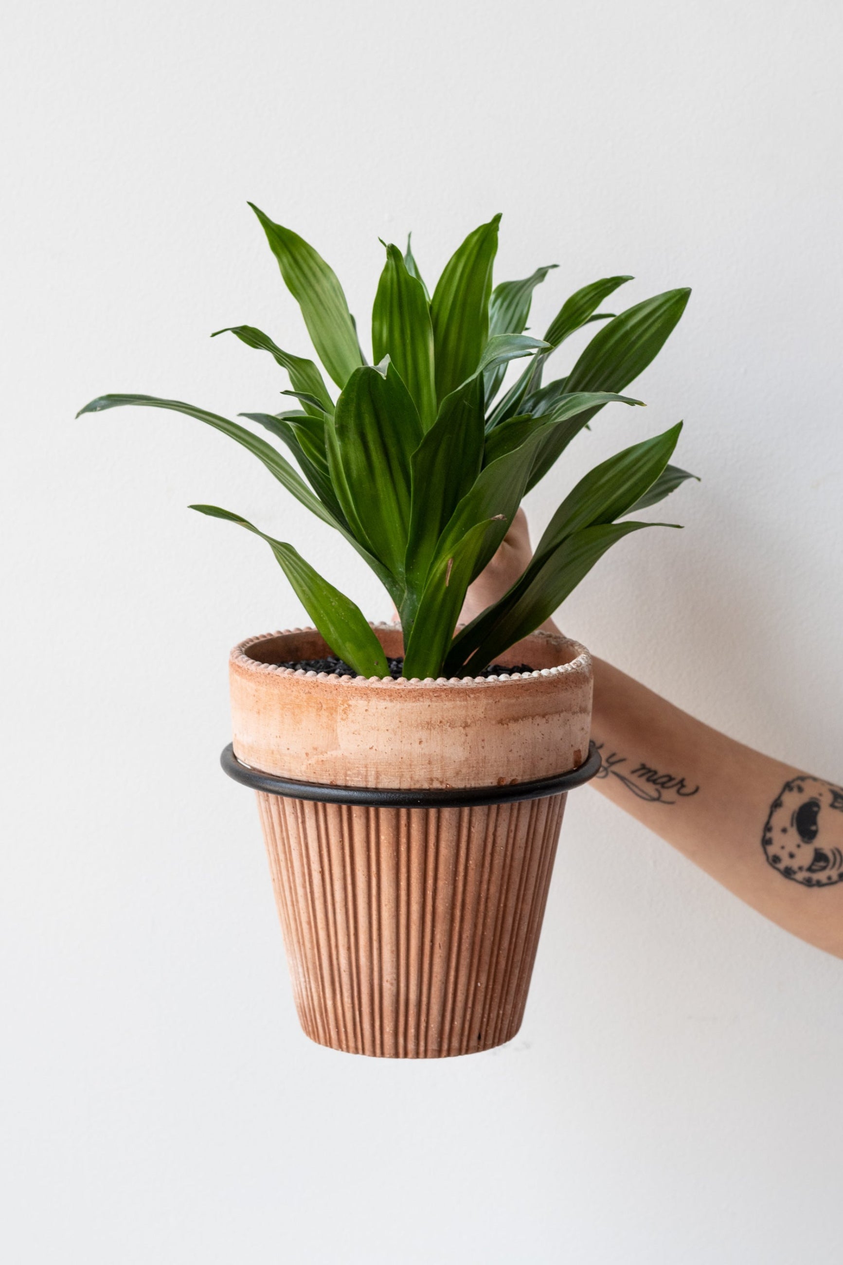 Tattooed arm with red nails holding 6 inch black flowerpot ring by Achla. The ring has a dracaena plant in a terra cotta pot inside of it.