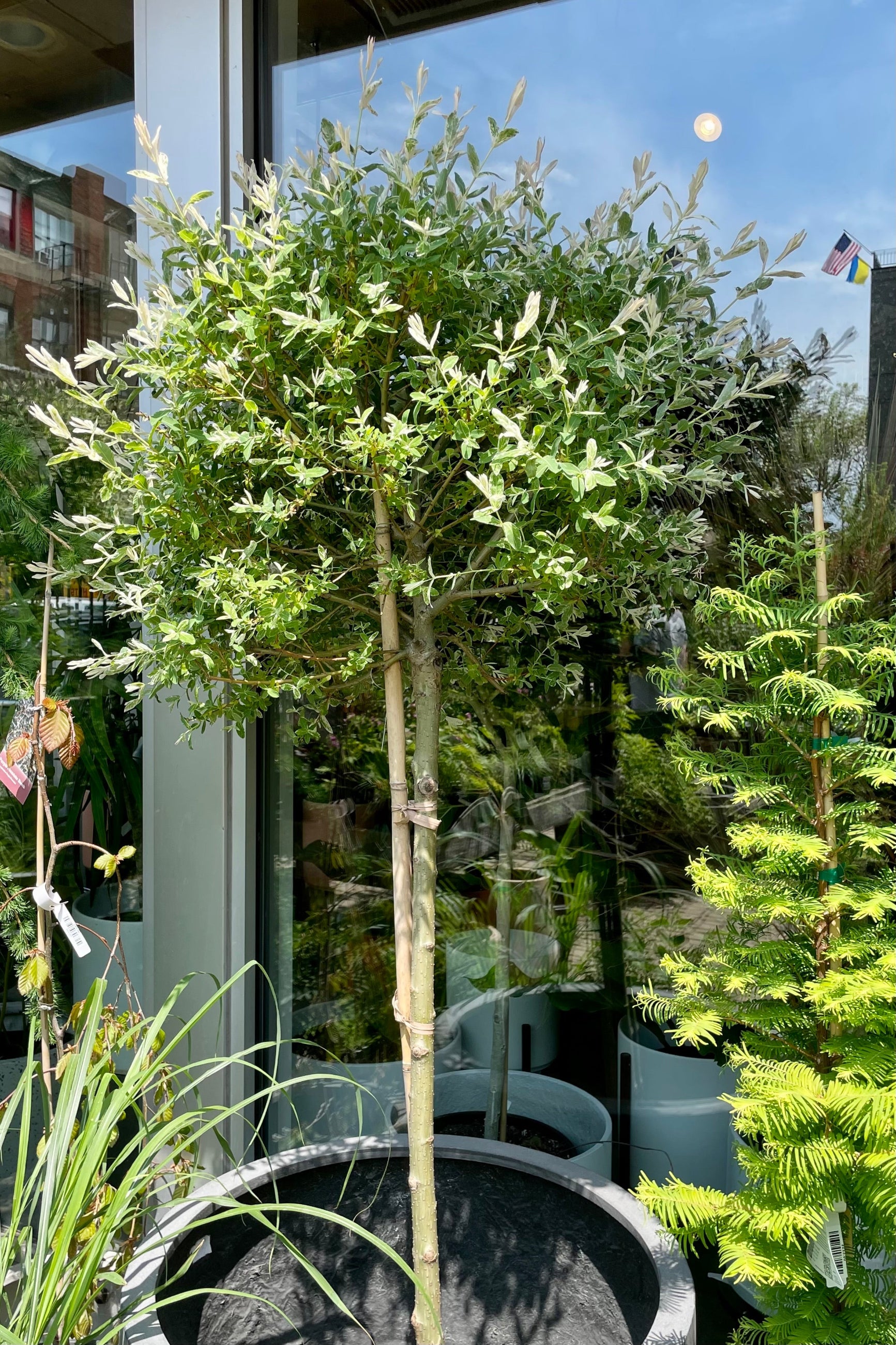 Salix 'Hakoro nishiki' grafted tree form leaves showing a little white and pink spotting in mid May in the Sprout Home yard. ©Sprout Home