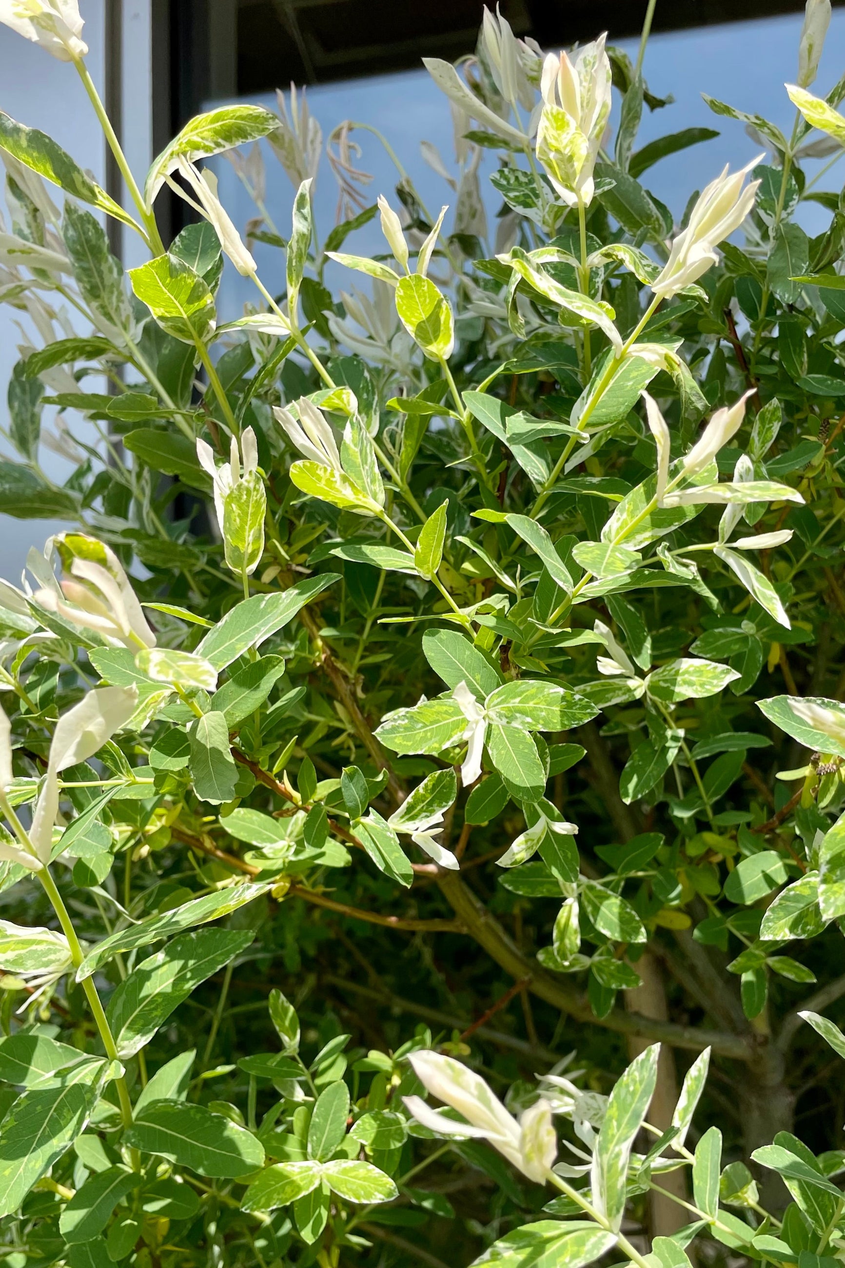 a detail picture of the Salix 'Hakoro nishiki' leaves showing a little white and pink spotting in mid May in the Sprout Home yard. ©Sprout Home