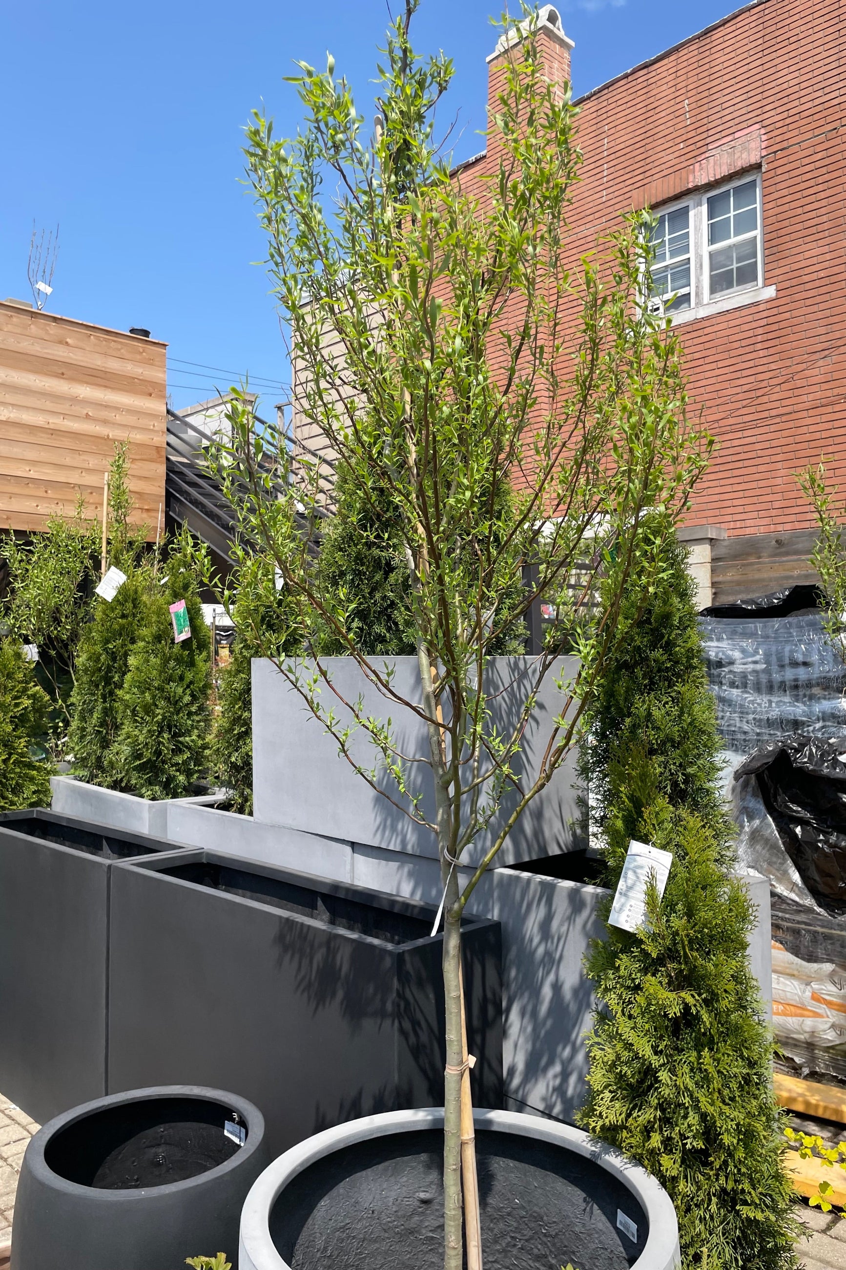 #10 Salix 'Tortosa' in the beginning of May in the Sprout Home yard showing it placed in a container with containers in the background.©Sprout Home