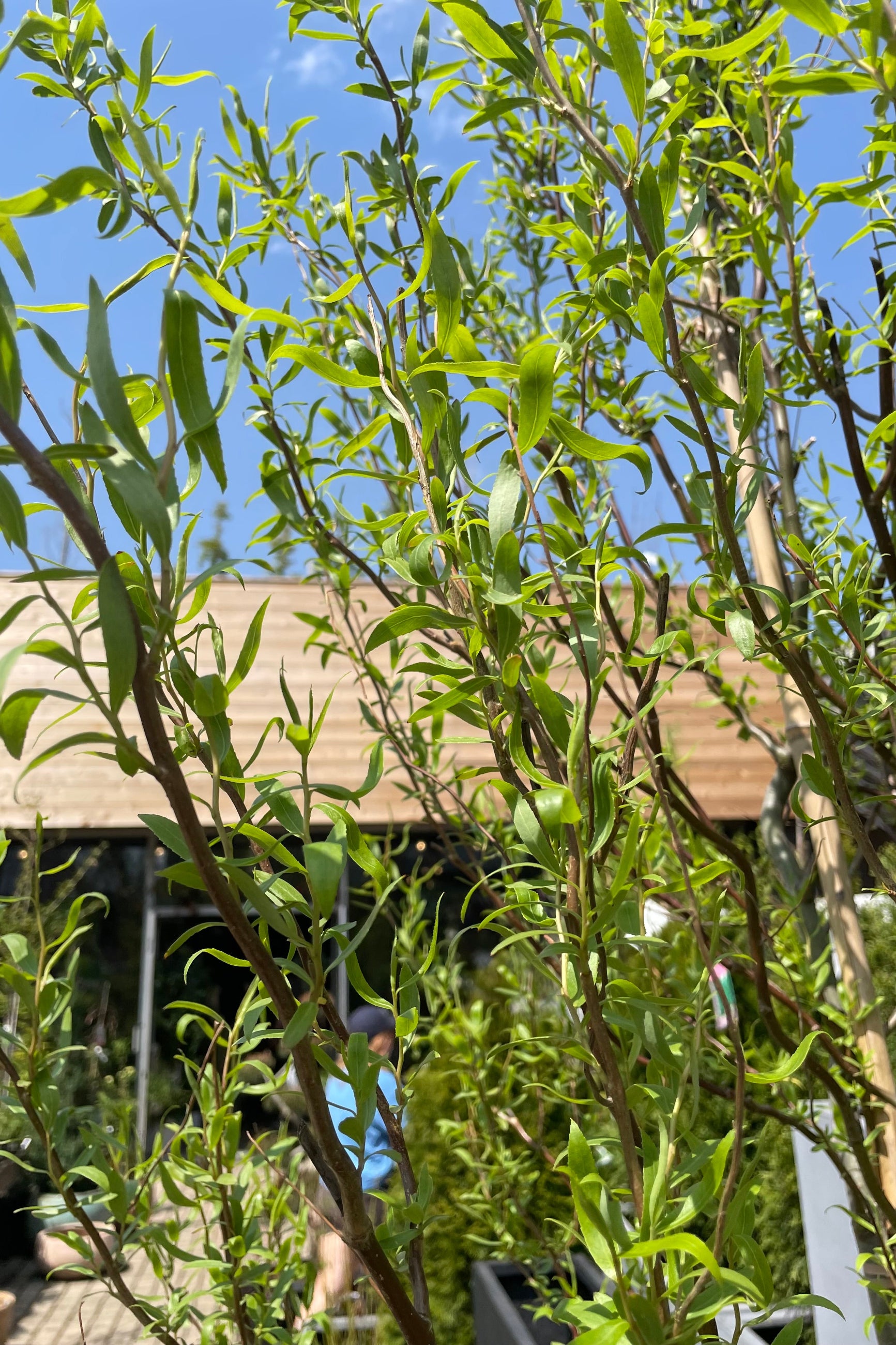 A detail picture showing the whirling branches and green long ovate leaves of the Salix 'Tortosa' in the beginning of May in the Sprout Home yard with the sky and wood building top in the background. ©Sprout Home