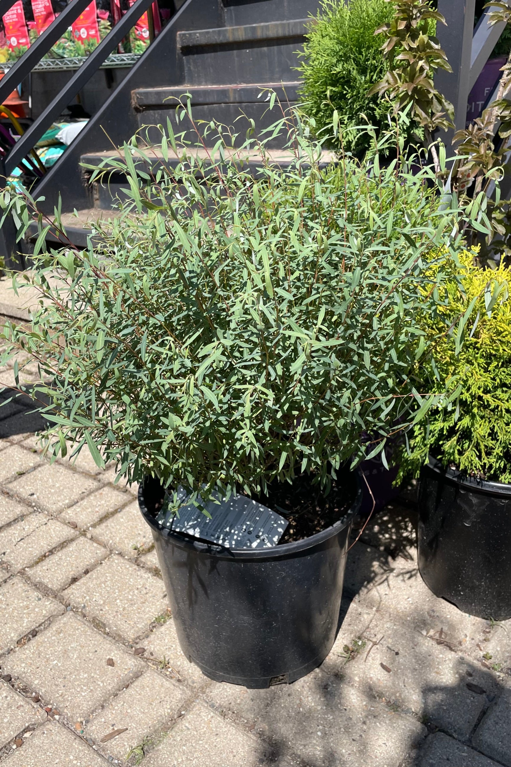 Salix 'Nana' dwarf blue arctic willow in a #3 pot size at Sprout Home the beginning of July. ©Sprout Home