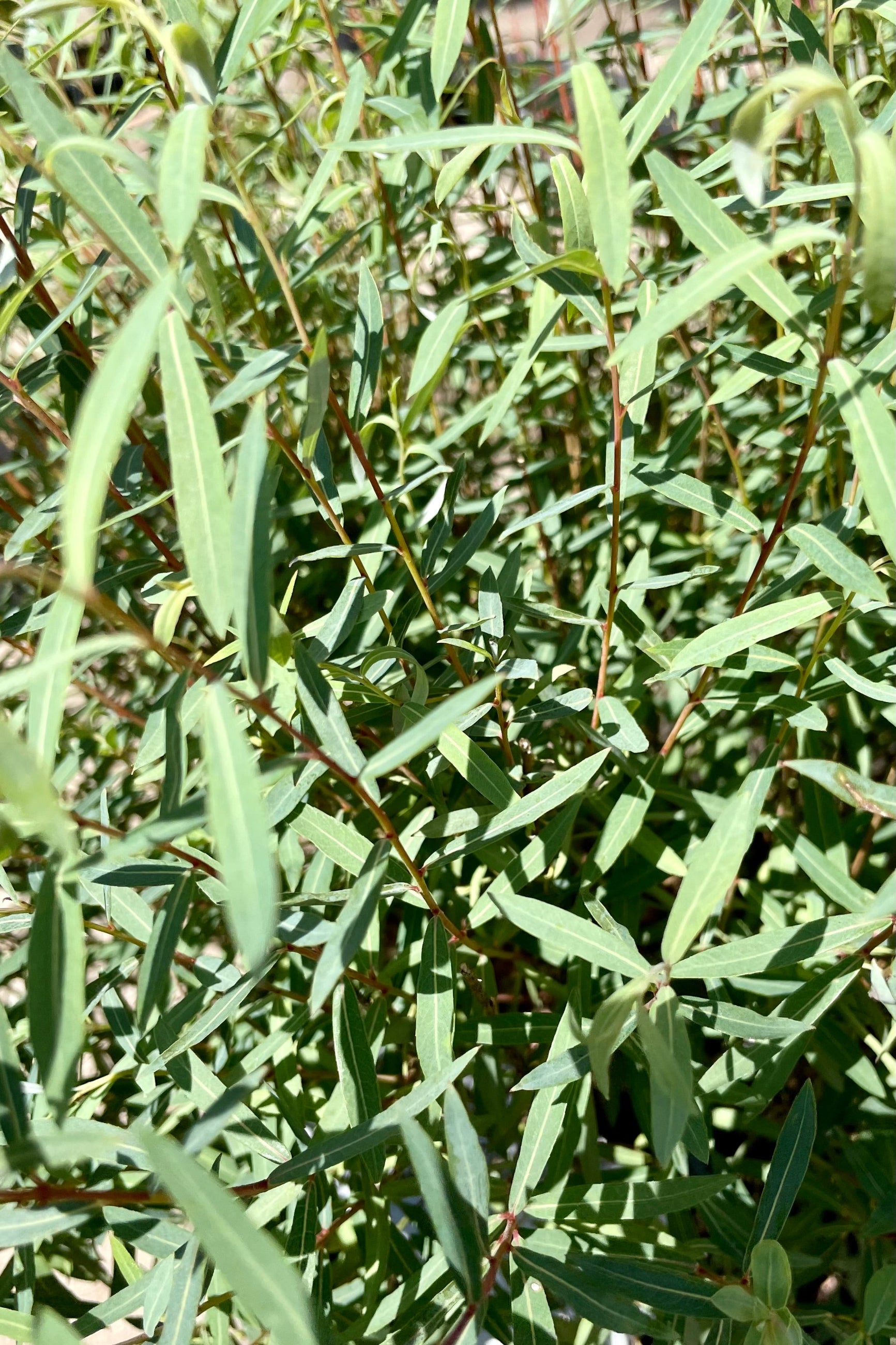 up close picture of the blue green slender leaves of the Salix 'Nana' bush in early July Sprout Home. ©Sprout Home